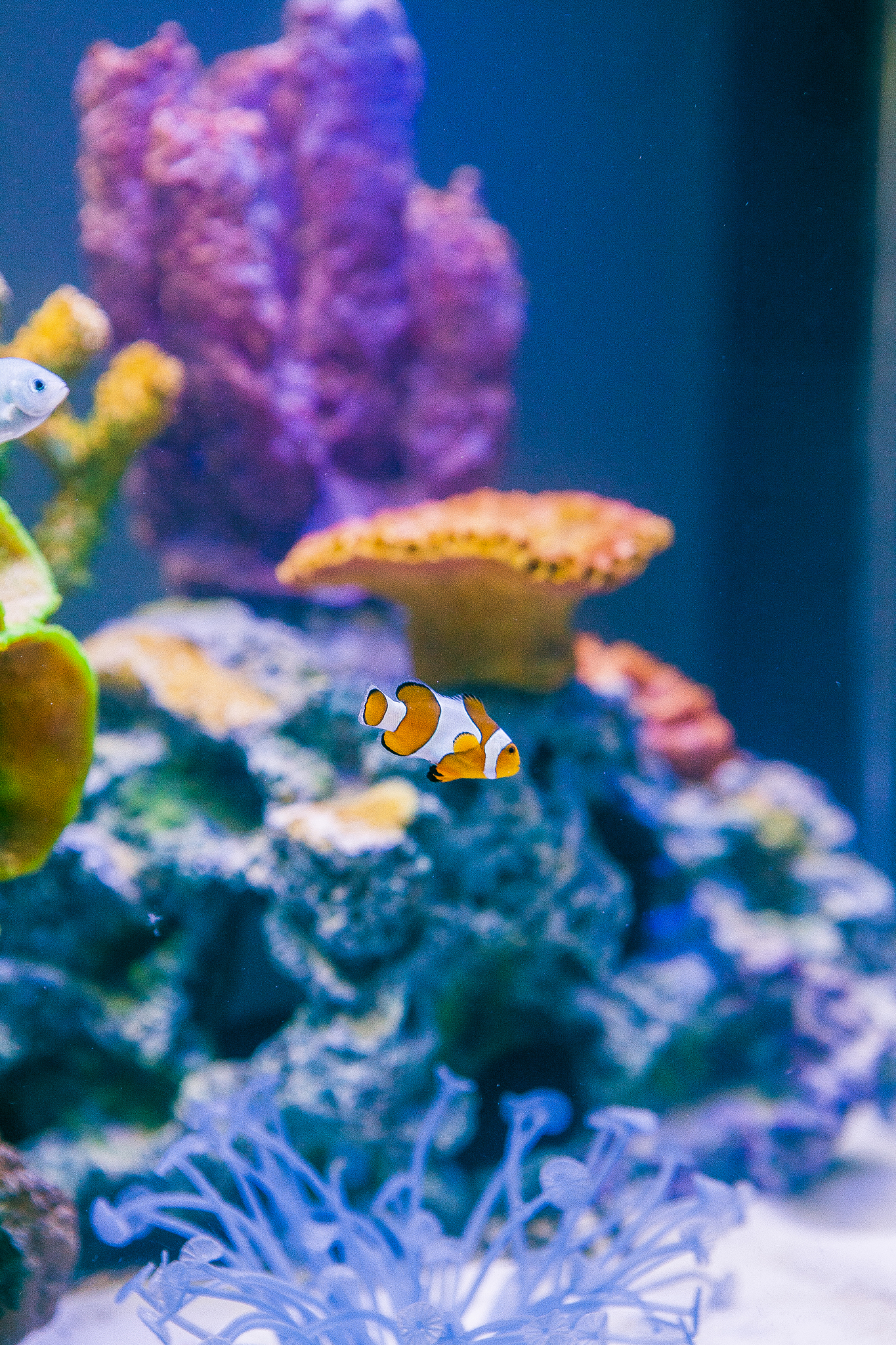 观赏鱼短视频文案：让你的家变成水族馆！