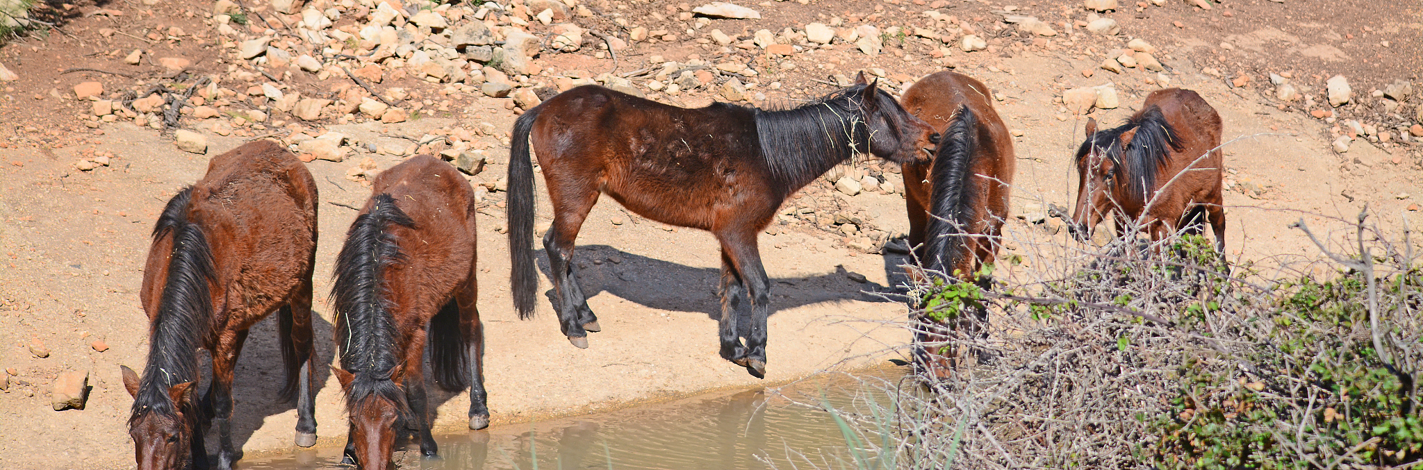 five horses