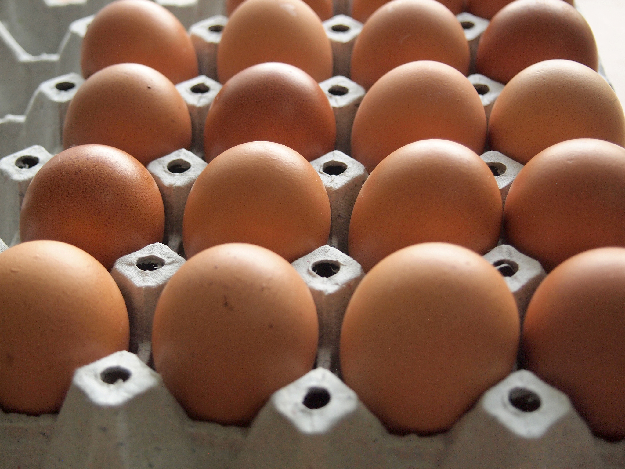 Effect of Lighting and Photoperiod on Chicken Egg Production and Quality拟解决的问题是什么？