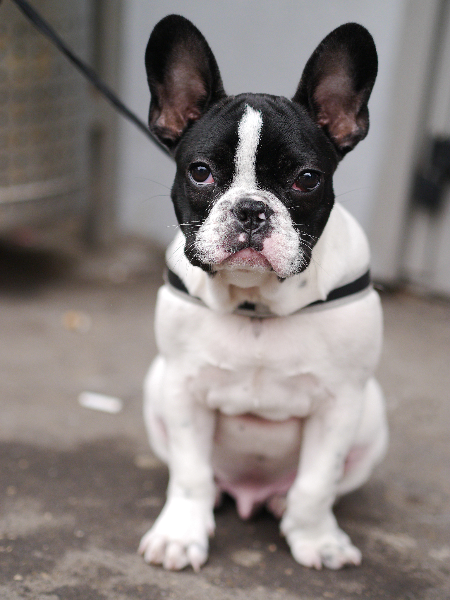 法国斗牛犬价格昂贵，有哪些突出的优点？