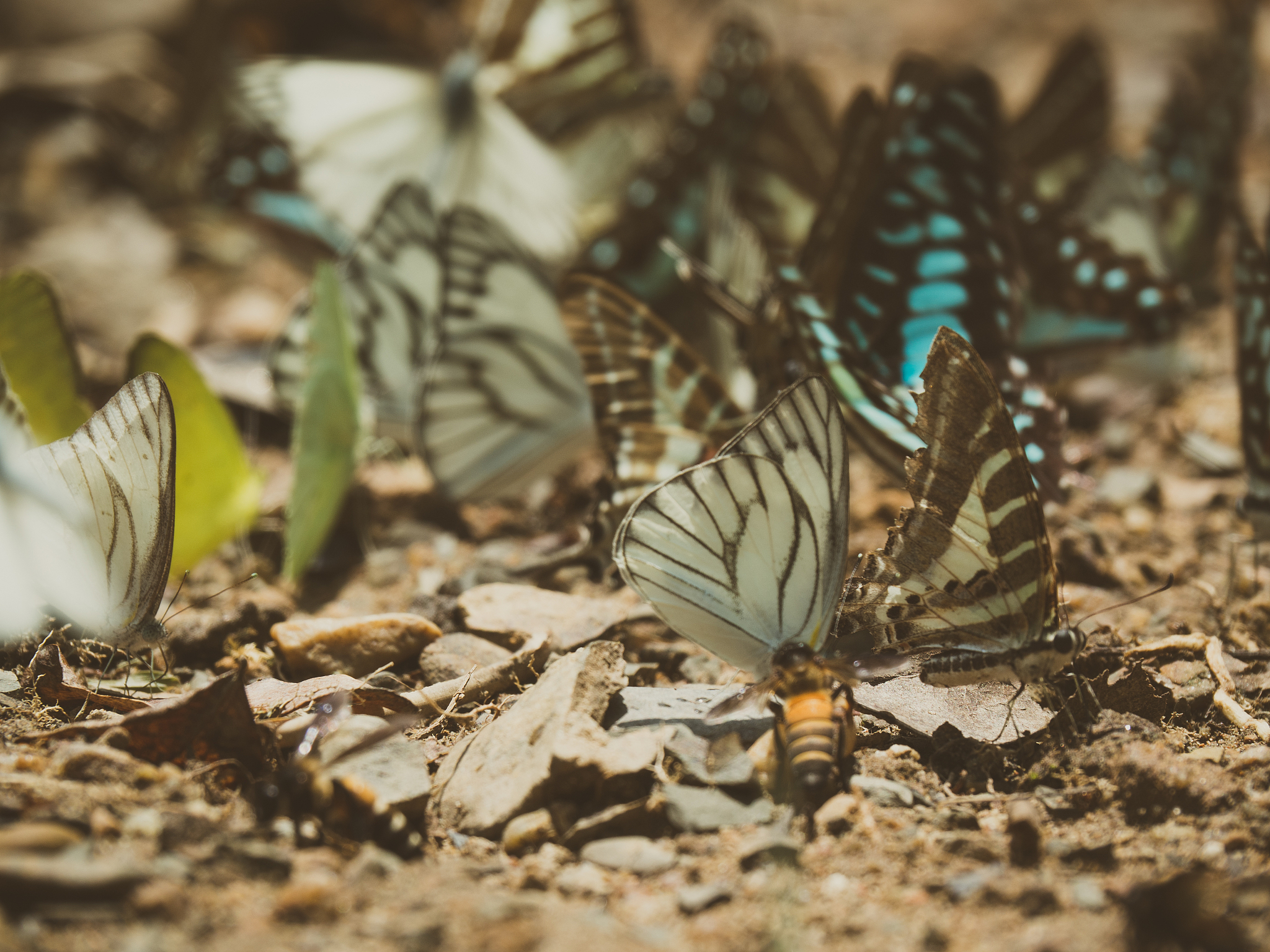 《昆虫保护与多样性》(Insect Conservation and Diversity) 期刊: 推动昆虫研究与保护
