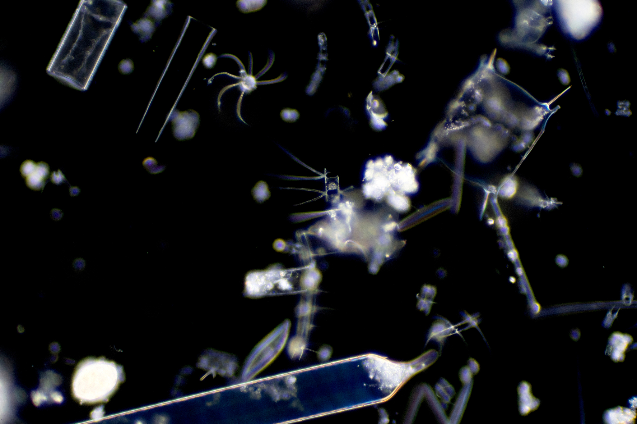 推荐与如下观点相似的已发表文献 Under low nutrient conditions when the photosynthetic rate of picoplankton was abnormally reduced the competitive advantage of diatoms increased and the primary productivity of diatoms