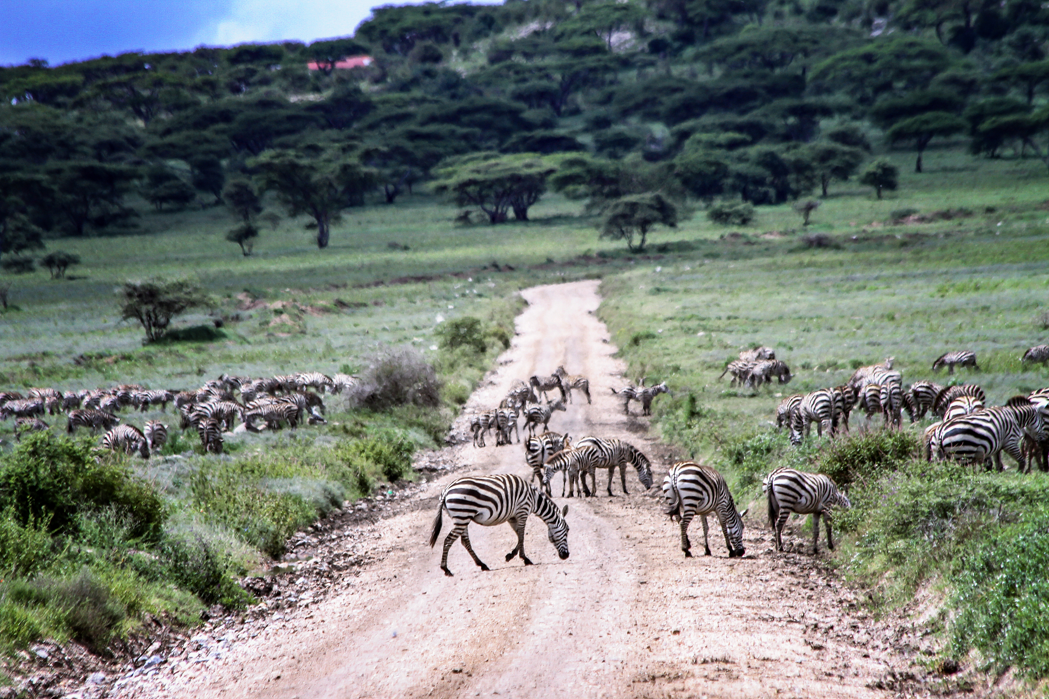 herd of zebras crossing the road