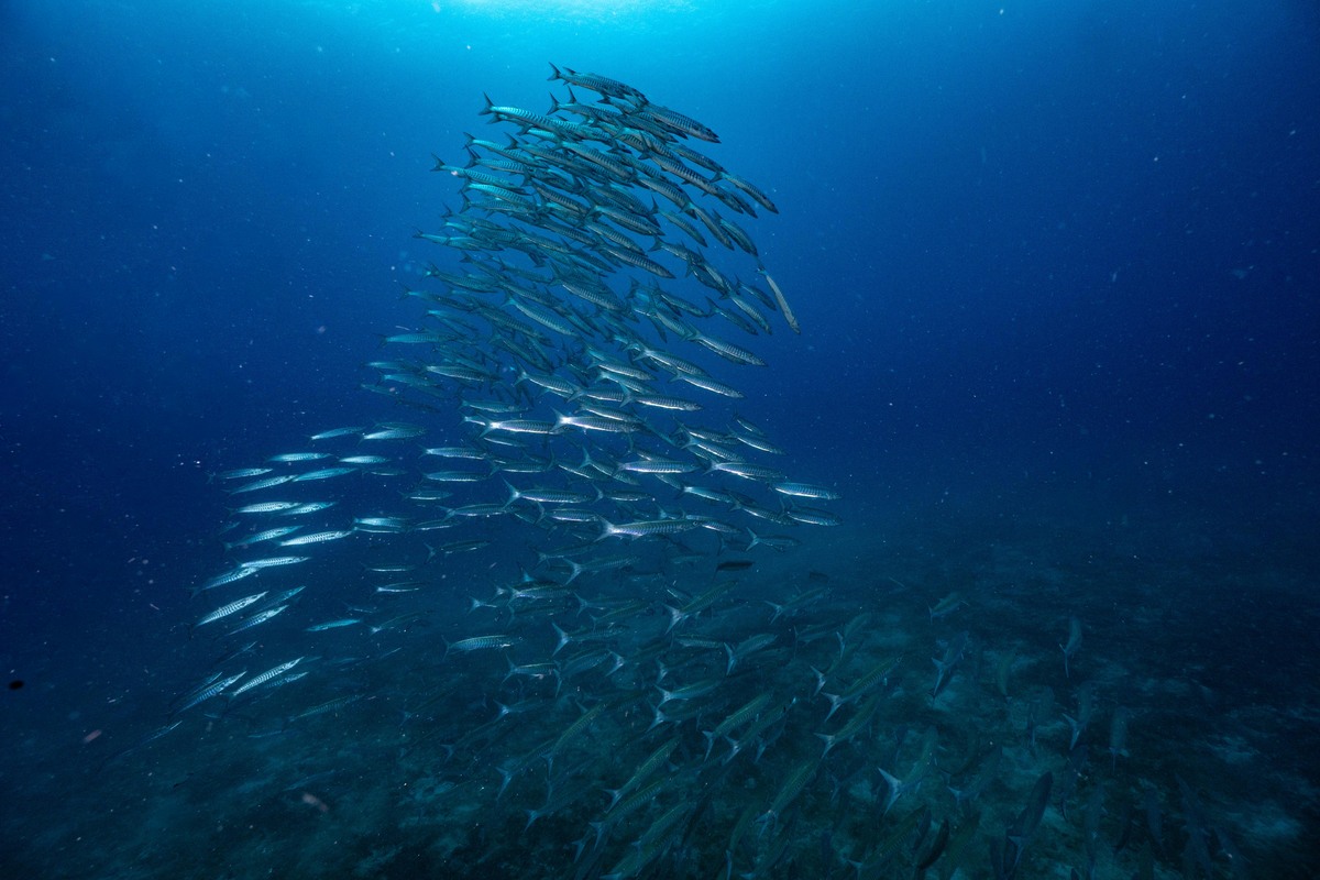 In the open sea 和 In open sea的区别