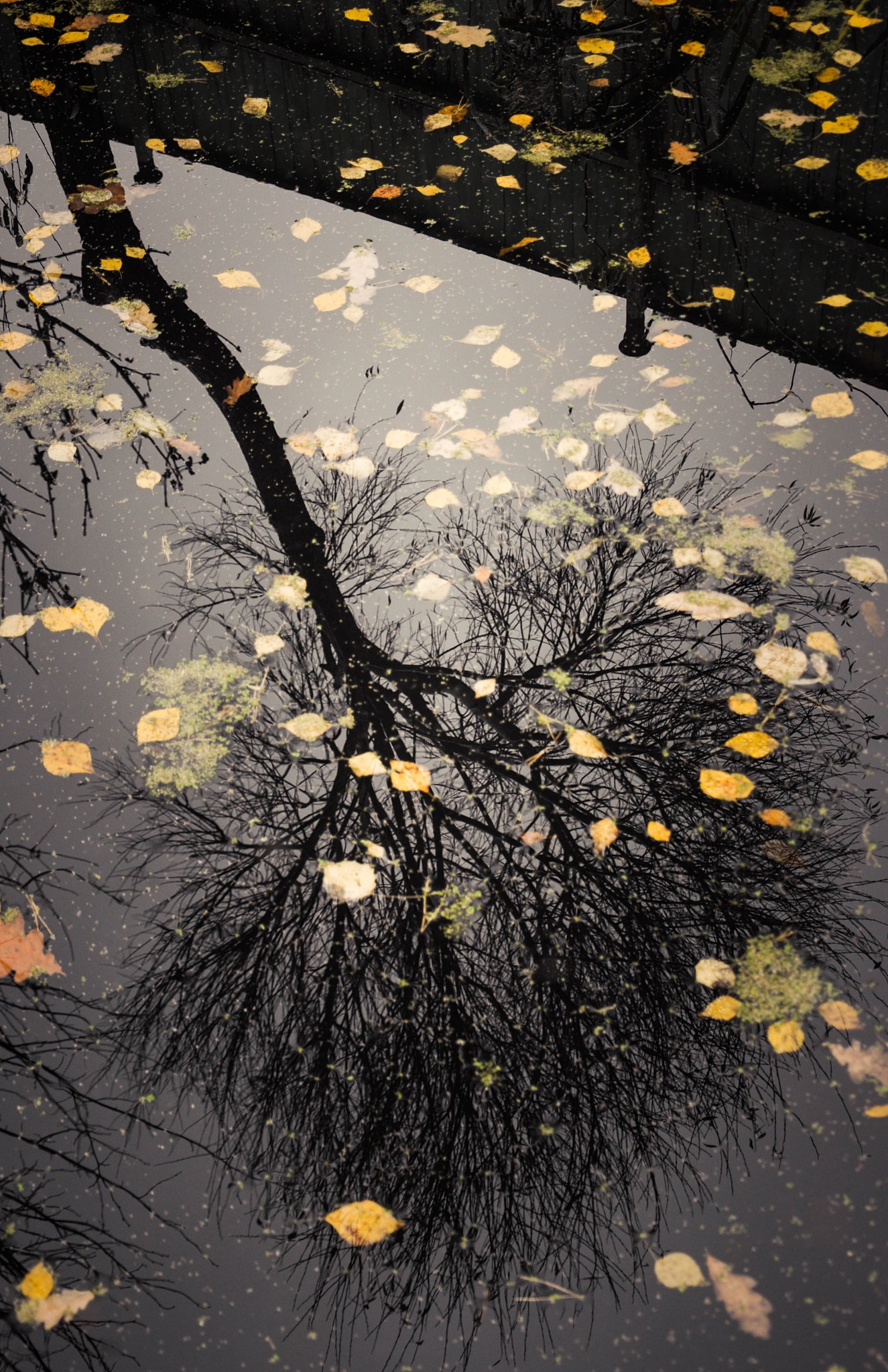 DIY手机电脑壁纸教程：教你轻松制作个性化壁纸