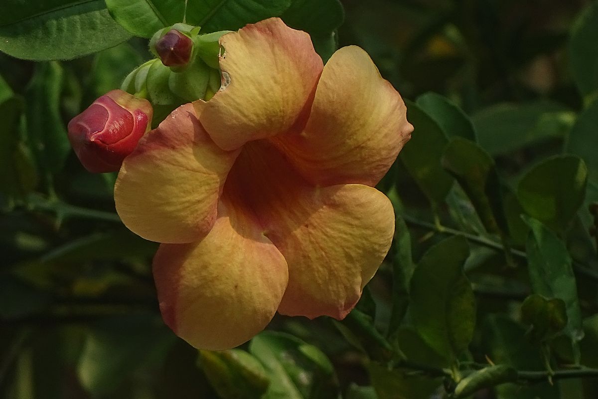植物为什么要开花和结果时间不一样