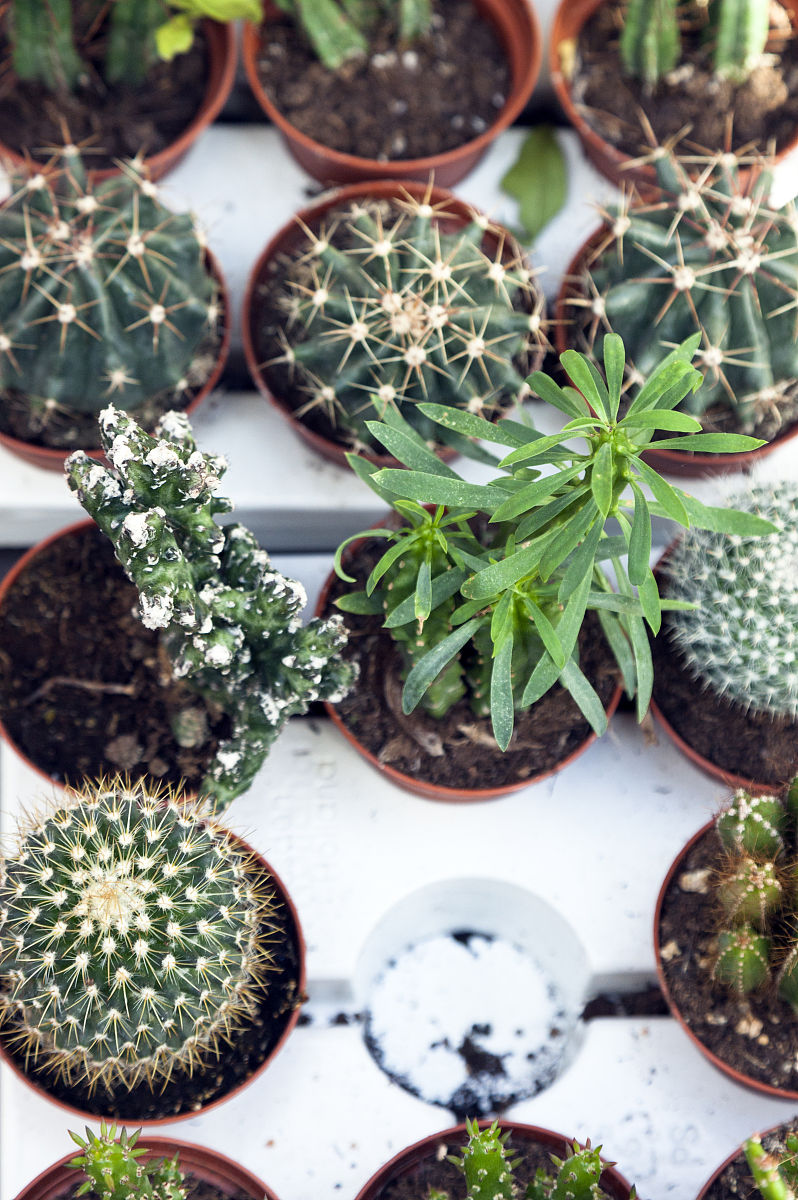 什么是从头开始的错义基因变异？ - 影响蛋白质功能的遗传改变