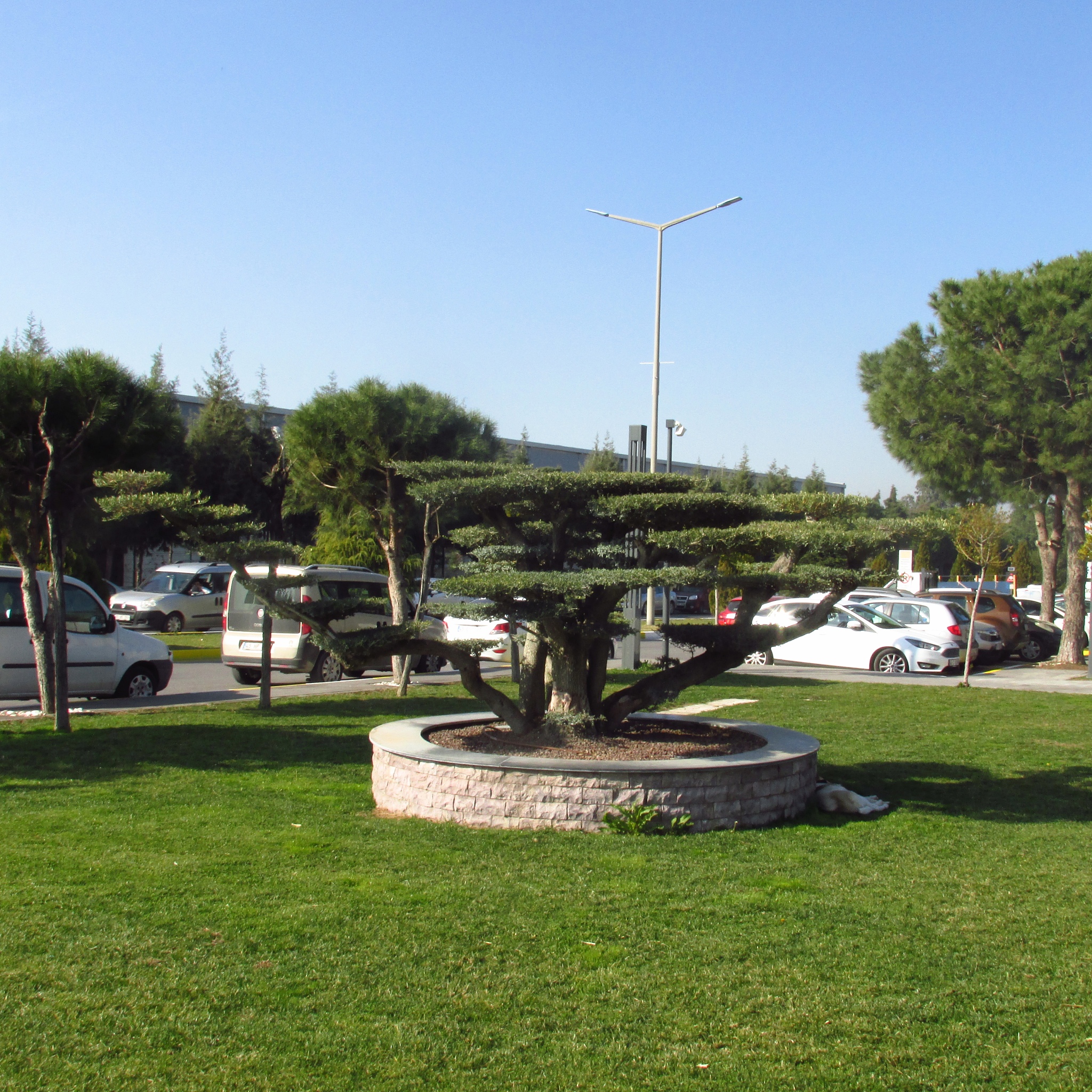 园林景观绿化中‘大树进城’问题研究综述