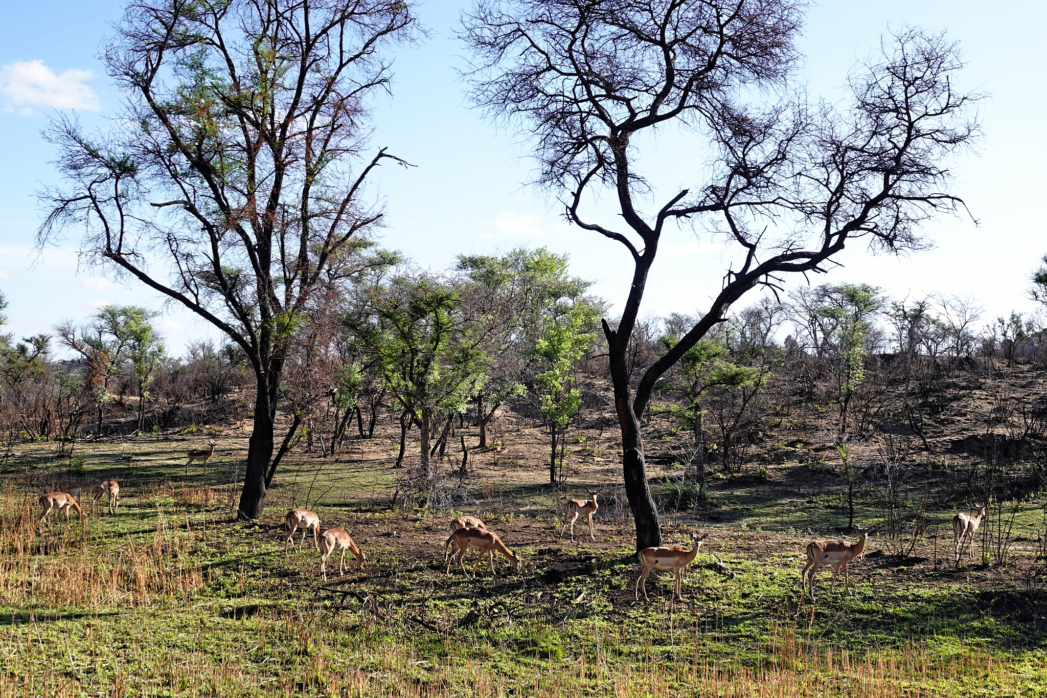 impalas in matopos national park, zimbabwe