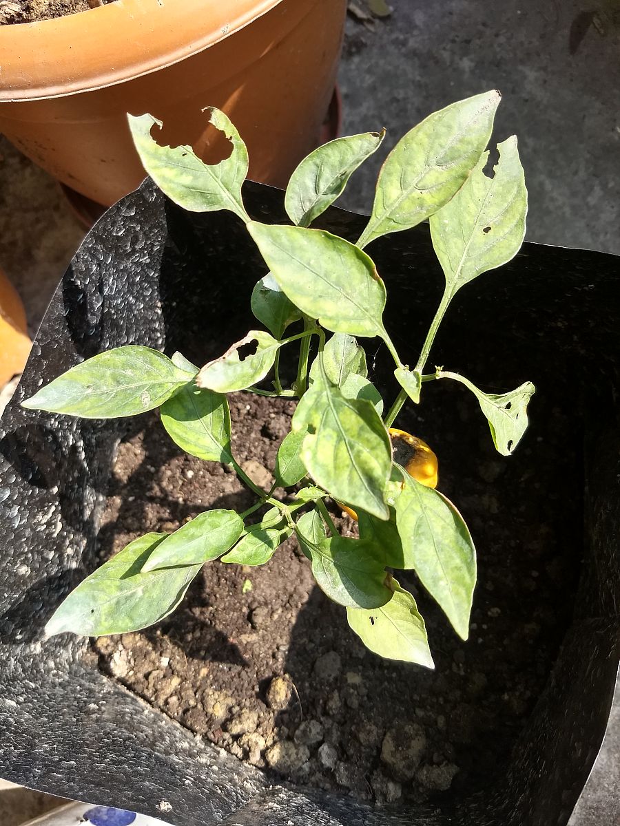 末利花叶子为什么发黄？