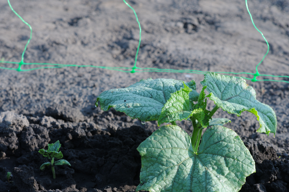 鲁厚甜授粉二十七天了最后一水二十六天浇的中间还用浇一水吗？到搞瓜还有二十天帮我用200字详细描述
