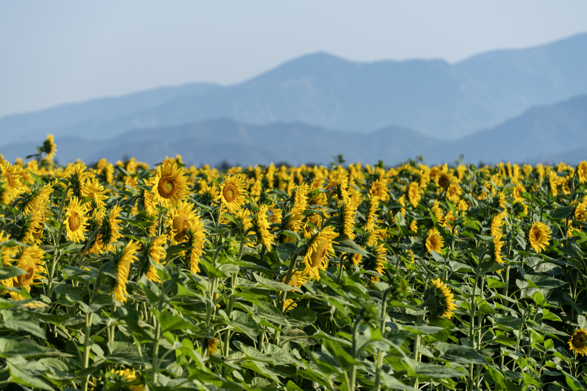 我们准备在幼儿园屋顶露台种植一些向日葵，北京地区种植方法，过程和注意事项