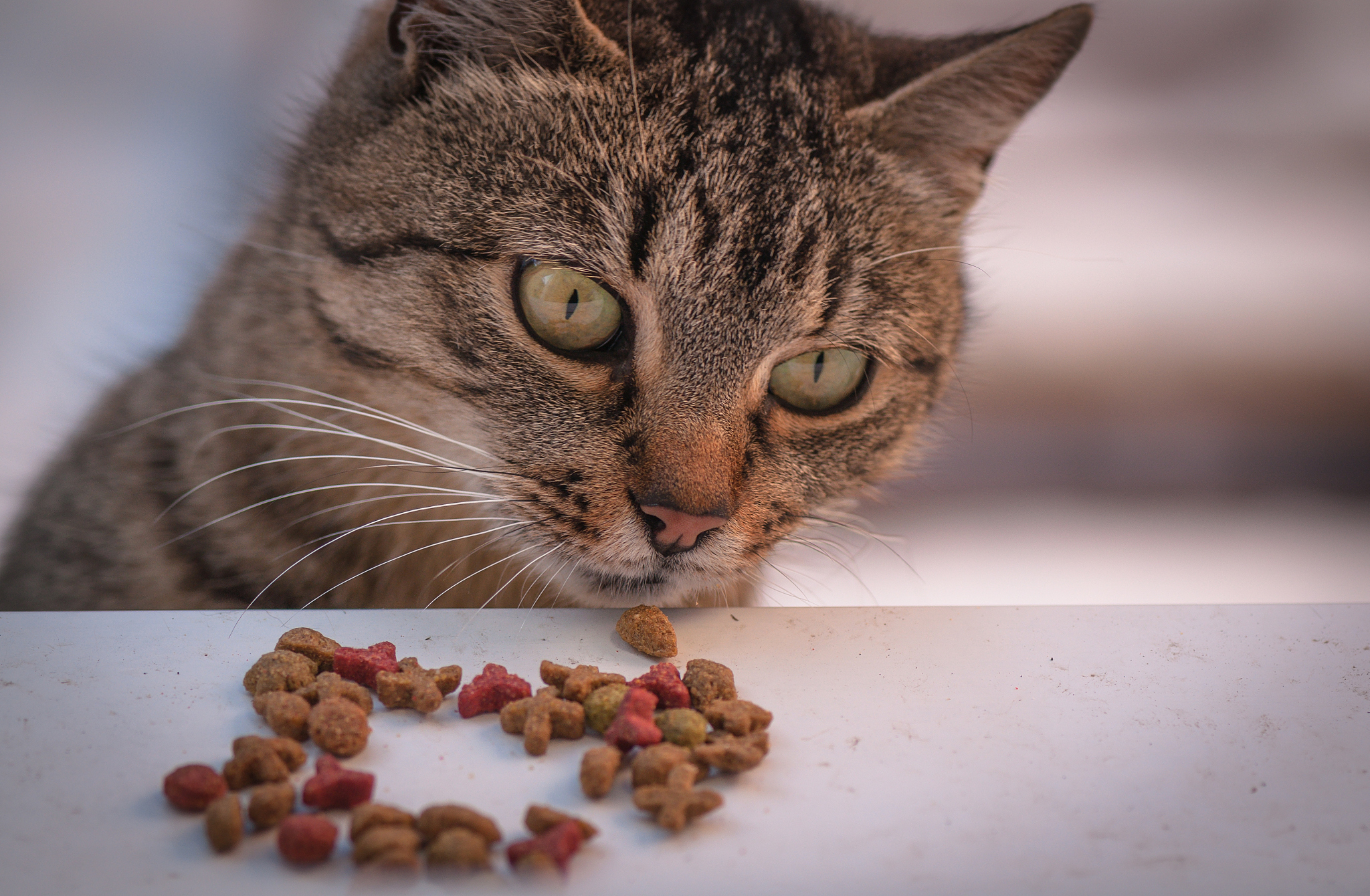 猫可以吃葡萄吗