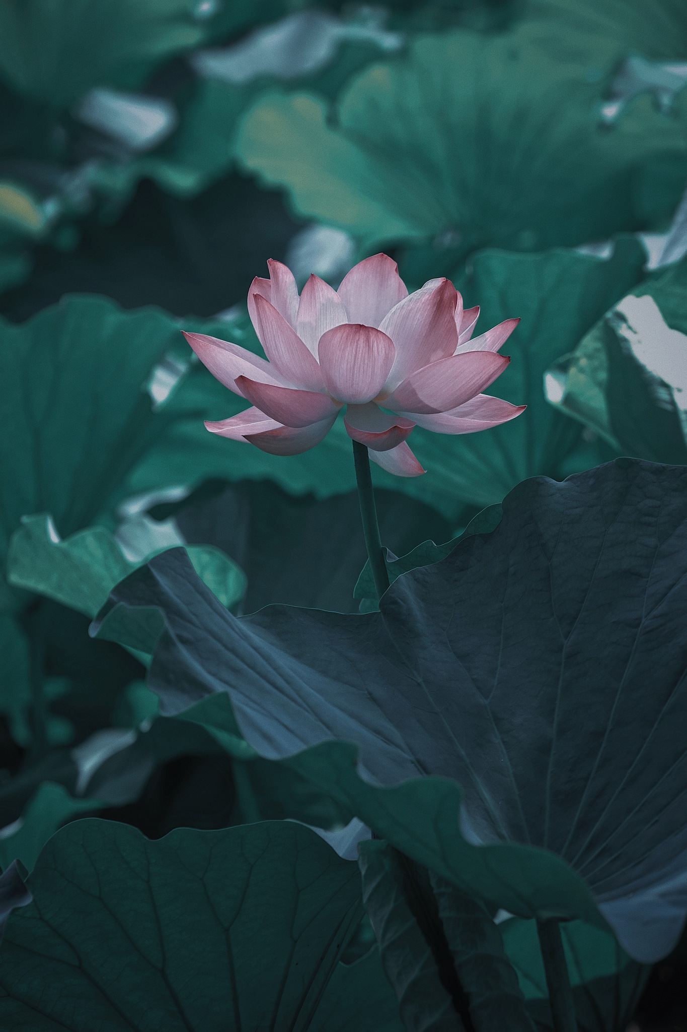 爱莲说 全文是啥