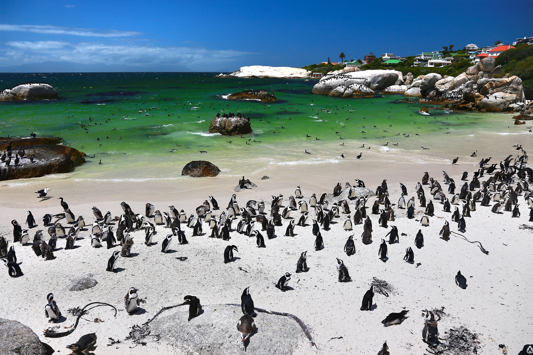 菲利普岛探秘：迷人的海岛世界