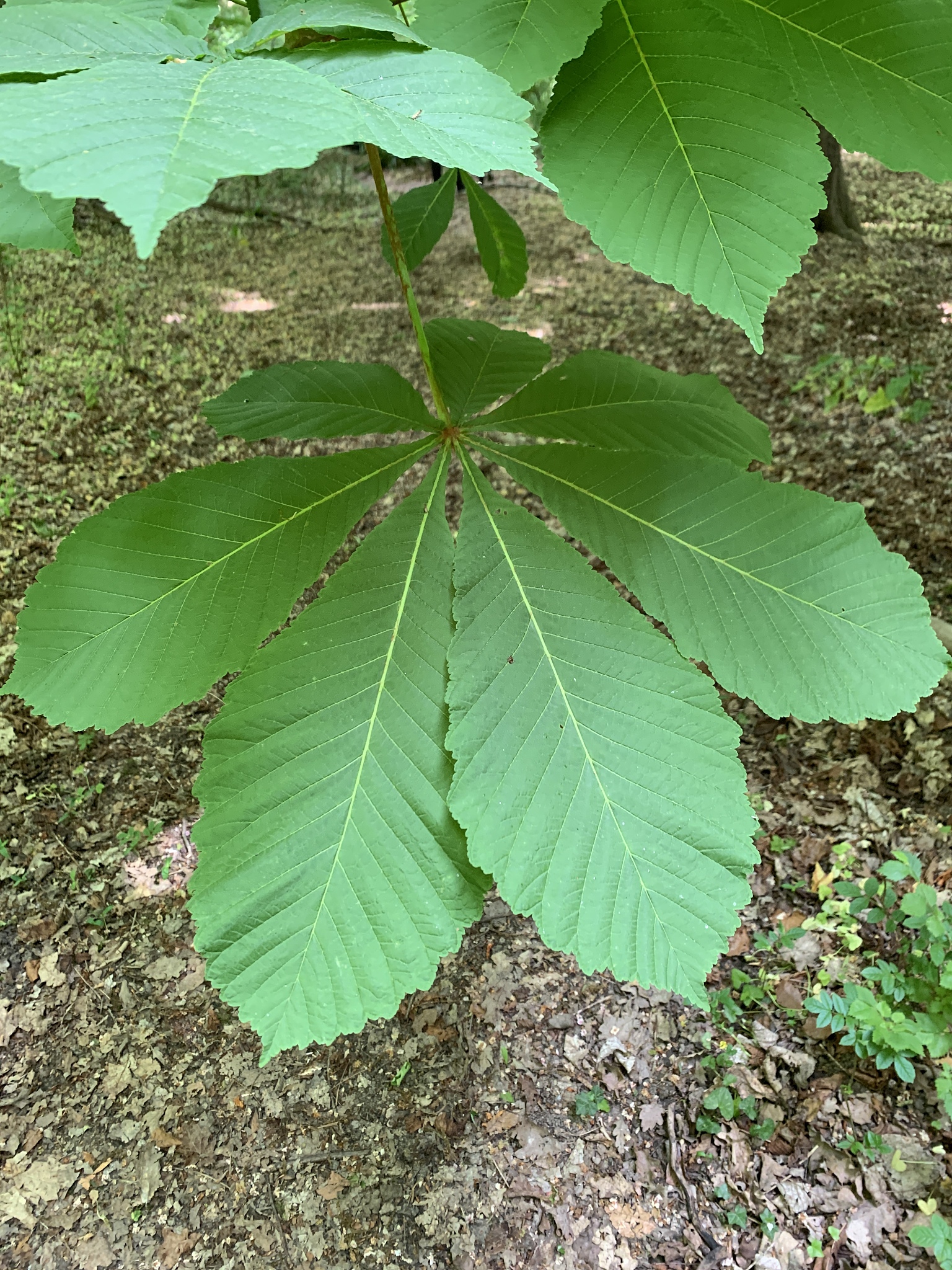giant green leaf