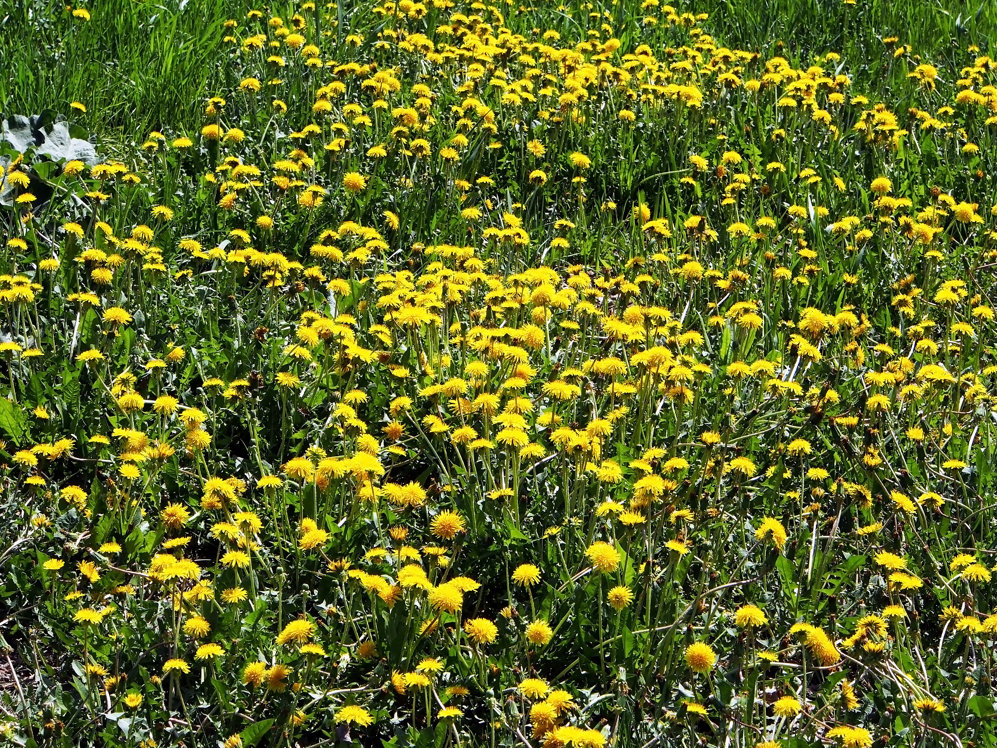 glade of the first spring flowers of yellow dandelions