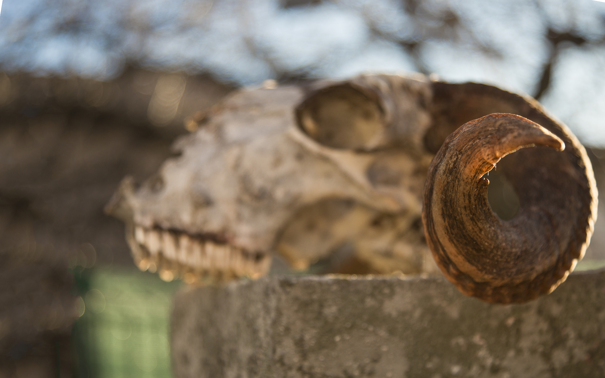 eerie light shining through a sheep skull