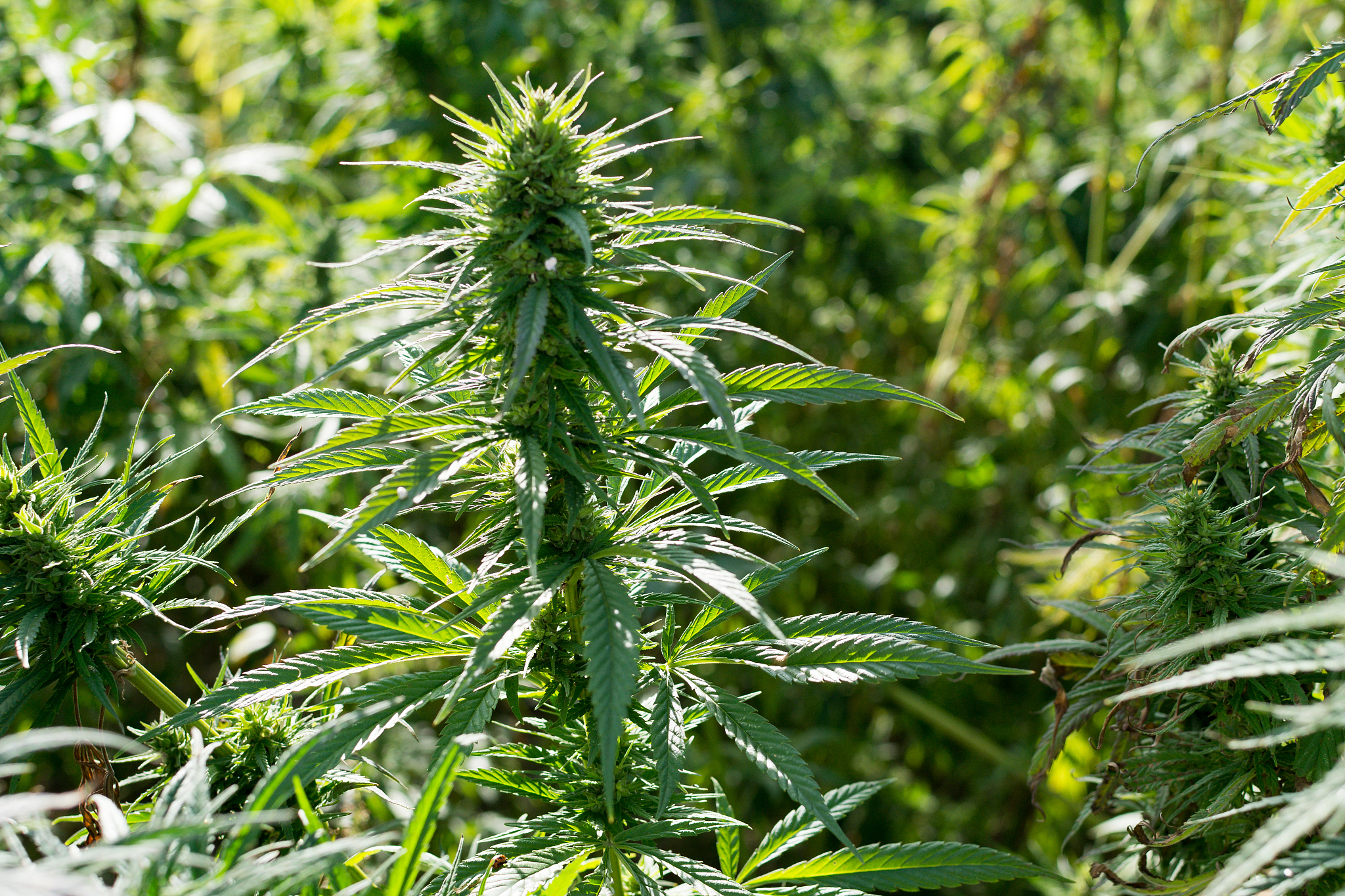 桂林医学院生物技术专业优势怎么样发展前景好不好呢