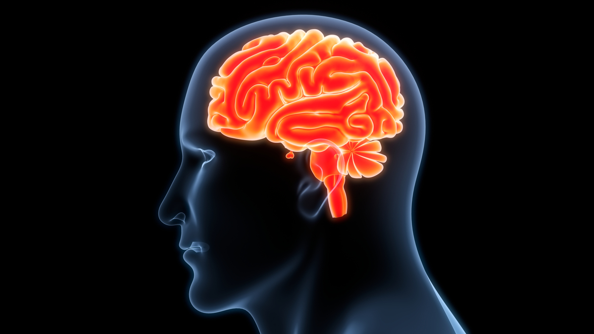 TextThe ___1___ that humans only use 10 of their brains is ___2___ In fact the brain is a ___3___ and intricate organ that is constantly active Electrical signals in the brain are responsible for all