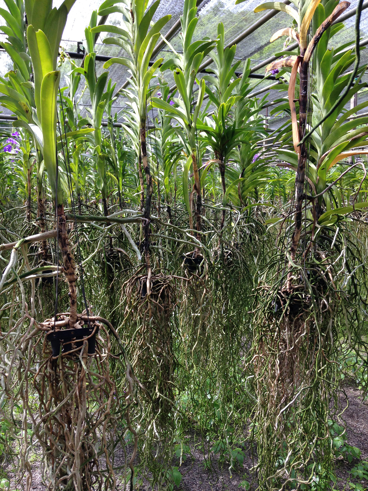黄精是国家保护植物吗？