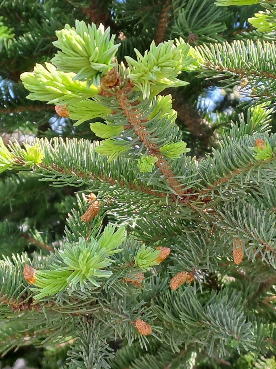 赤焰松 - 常绿乔木，用途广泛