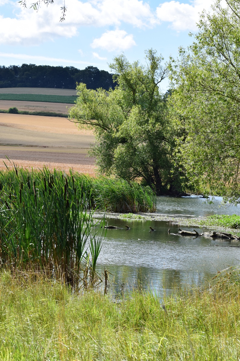 湖天一色碧岸芦花逸随风。忽而又夏绿荫繁盛旧曾谙。 不改变意思 调整押韵