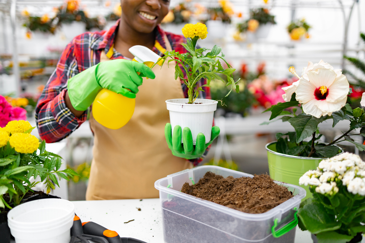 移栽花卉最佳浇水时间:早晨或傍晚最合适! 移栽花卉最佳浇水时间:早晨或傍晚最合适!