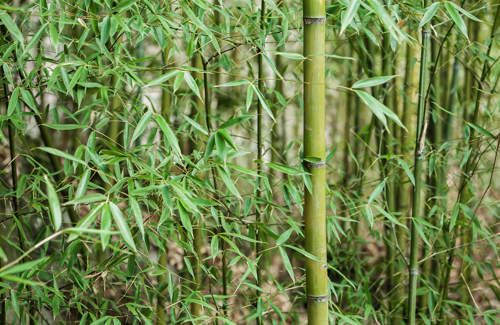 bamboo