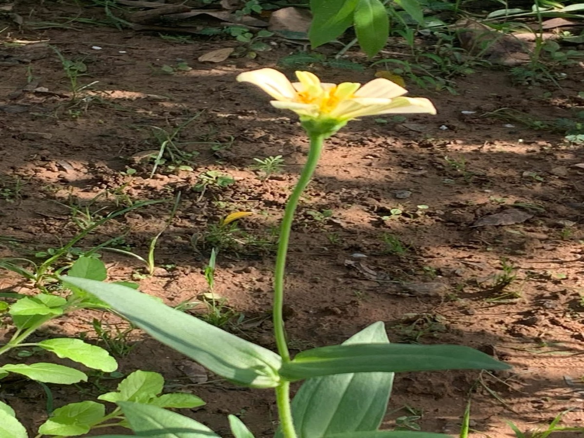 附子花最佳生长环境：温度和湿度