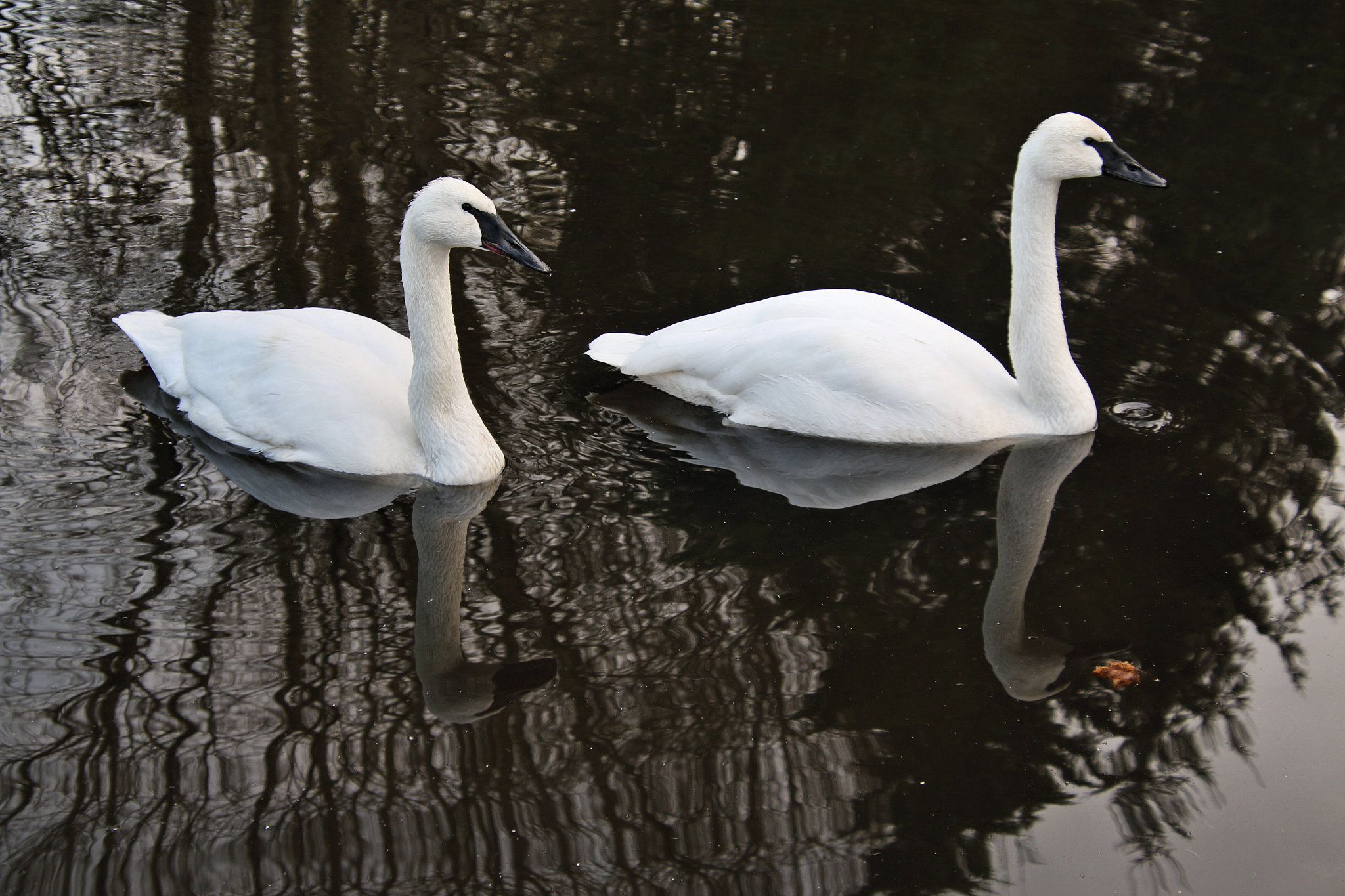 a picture of 2 trumpeter swans
