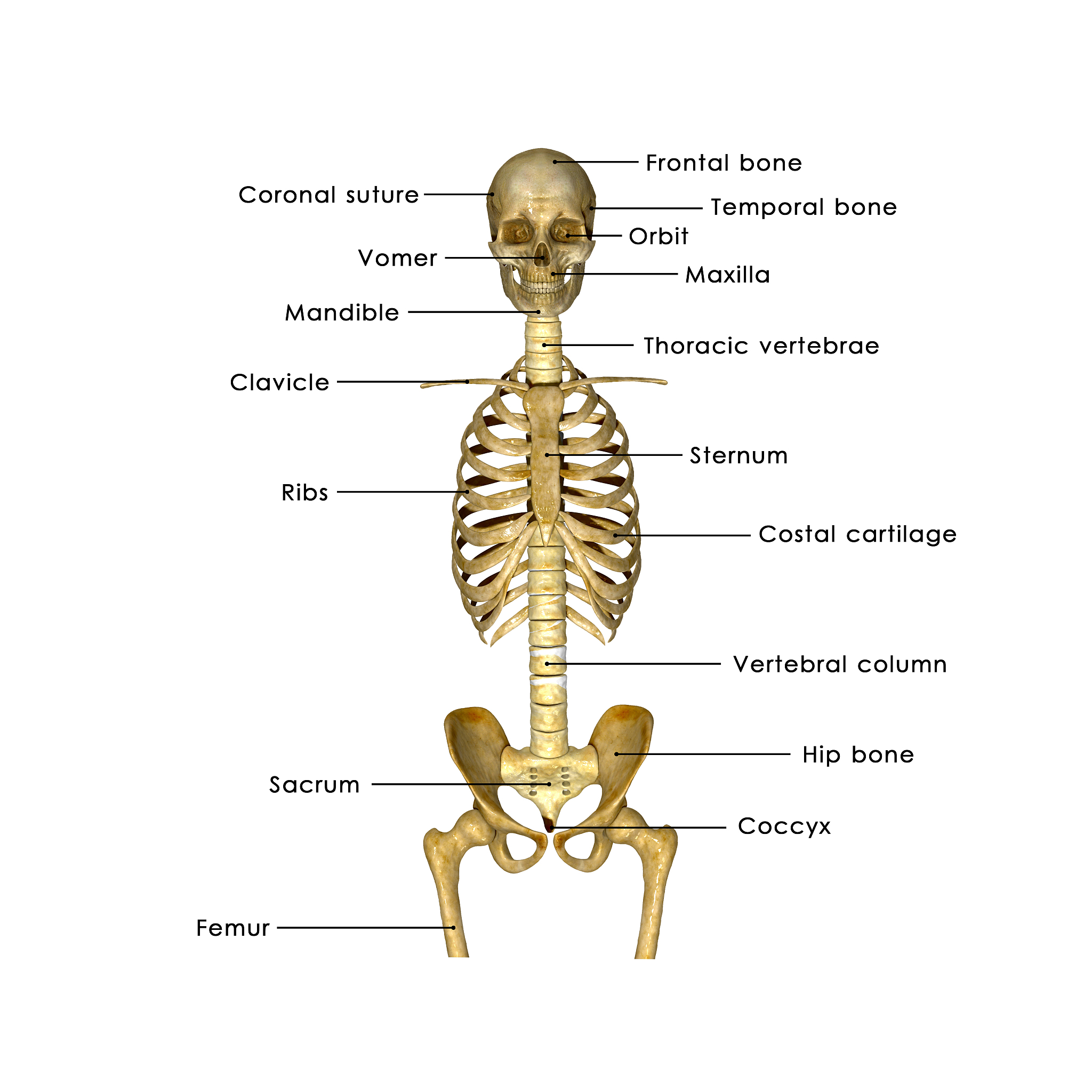 人体不规则骨有哪些