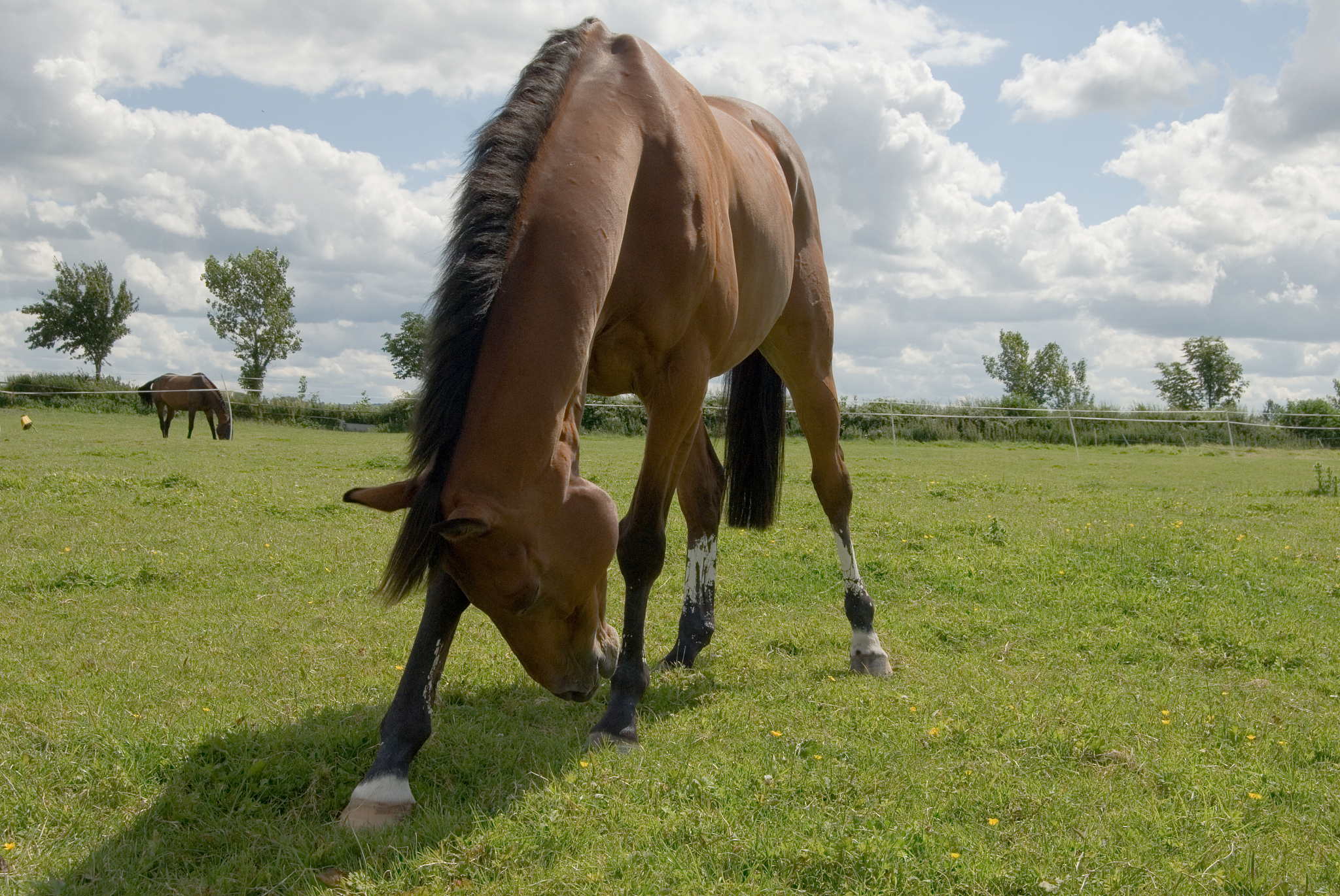 horse with itch