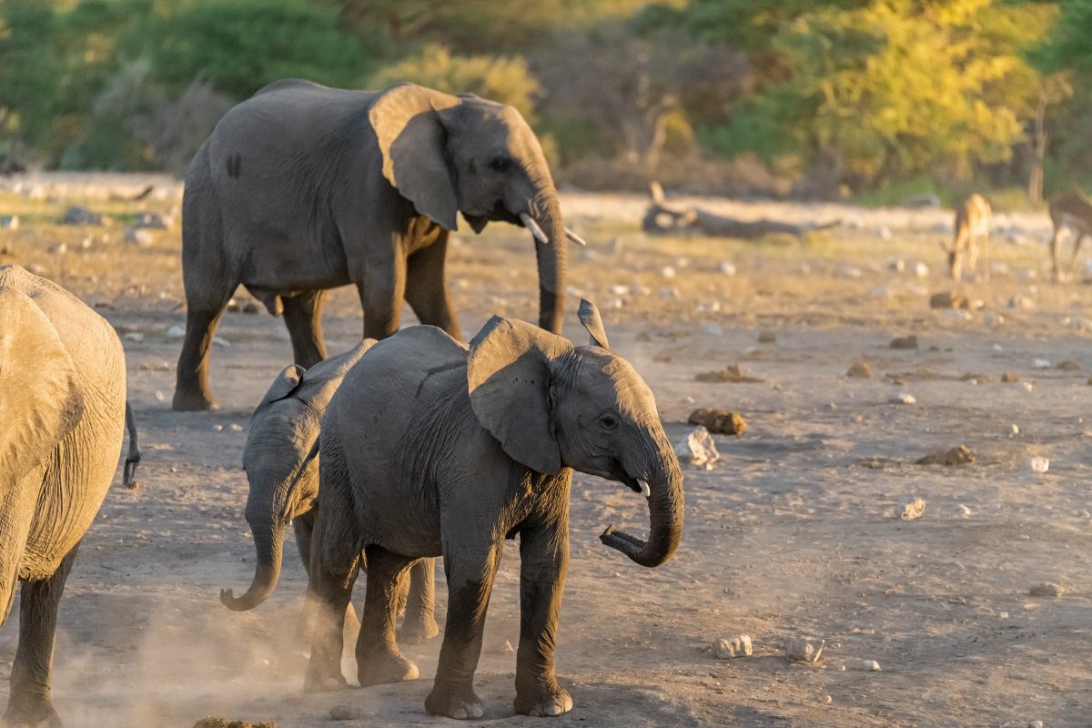 Dynamic Description of Elephants