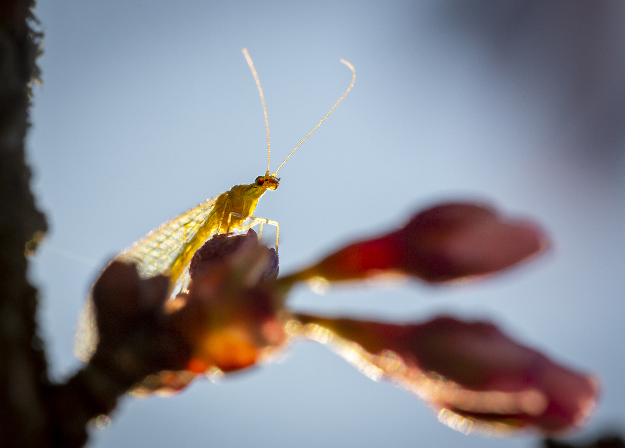 green lacewing