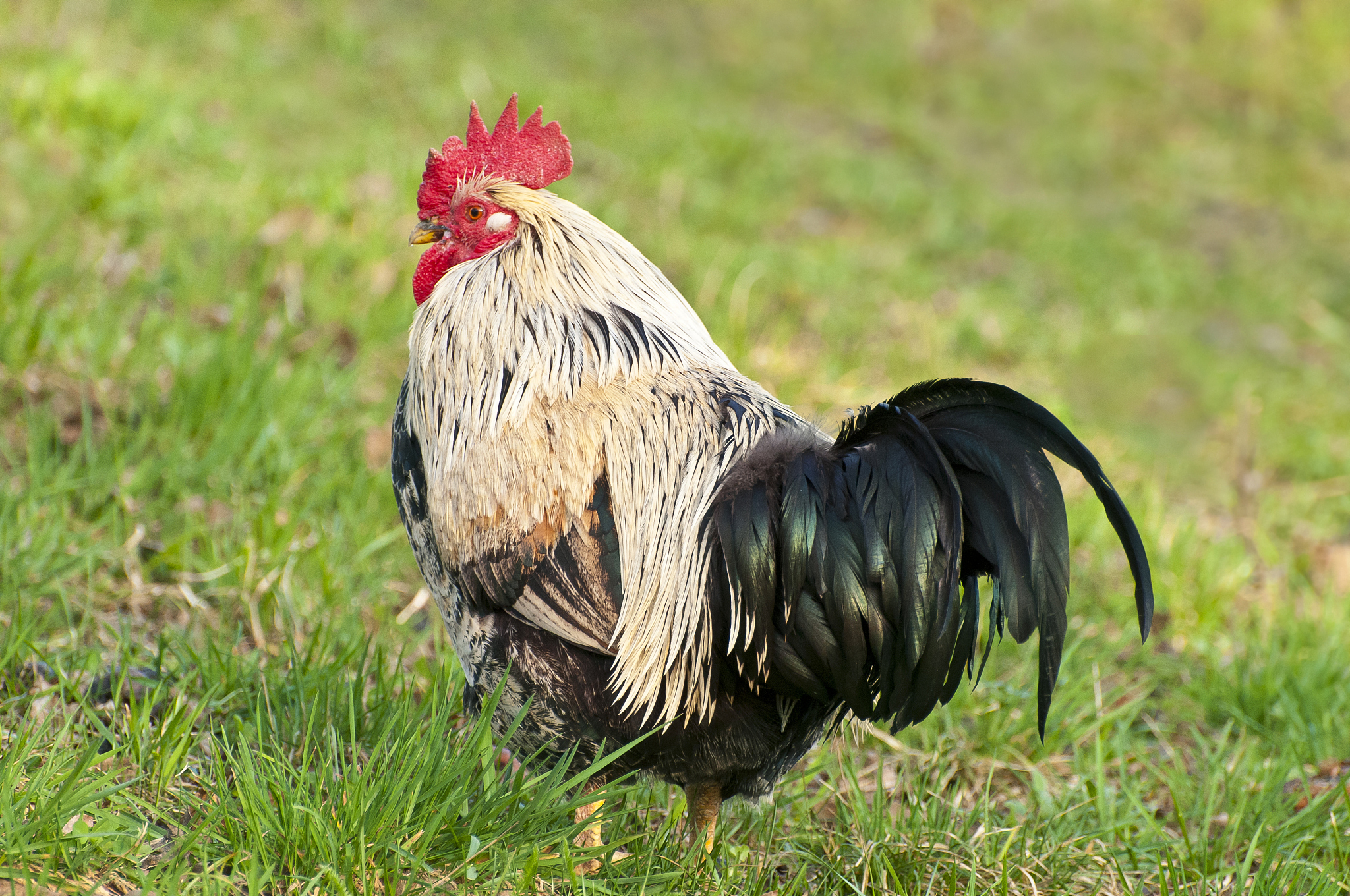 free range chicken on organic farm