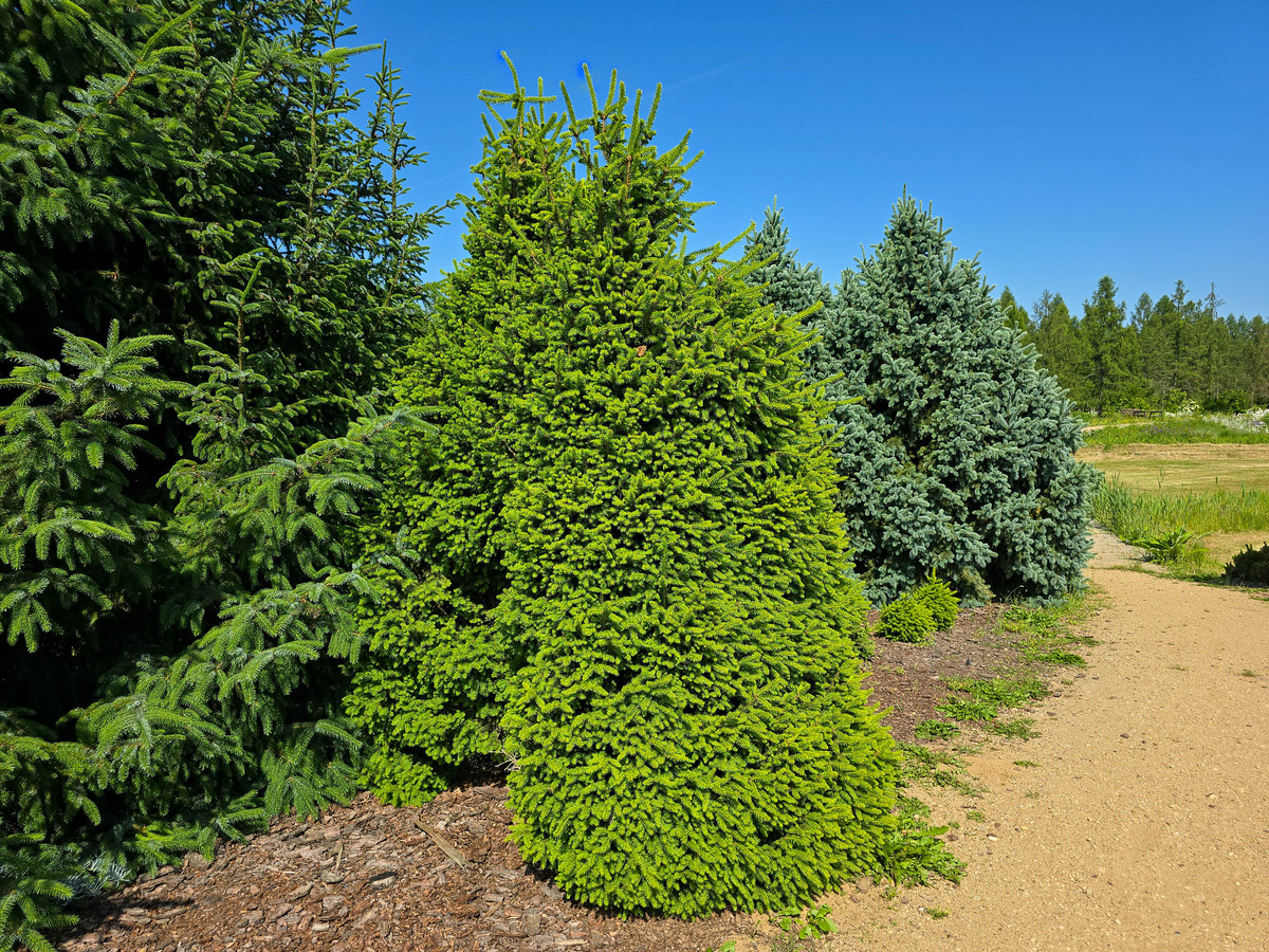 江西灌木群组建议 - 专业指导与建议