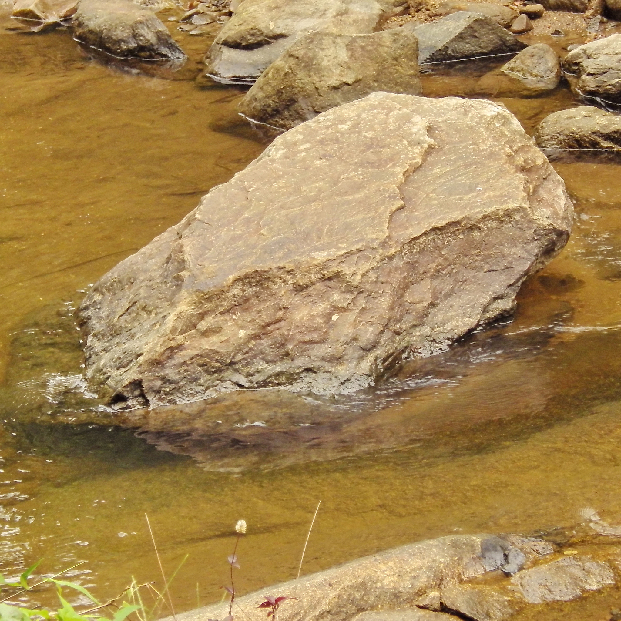 请用中文对下面的文字进行润色修改要求结构合理逻辑清晰请使用书面学术用语：黑石礁岩相潮间带生物C、N含量及其稳定同位素的特征进行研究结果表明：1黑石礁岩相潮间带大型海藻的TC含量变化范围为3036±056~4415±085呈现出春季显著低于其他3个季节的变化模式同时出现了S2和S3断面显著低于S1和S5断面的空间分布特征。底栖动物TC含量的变化范围为1589±019~4764±027呈现出春季显著低