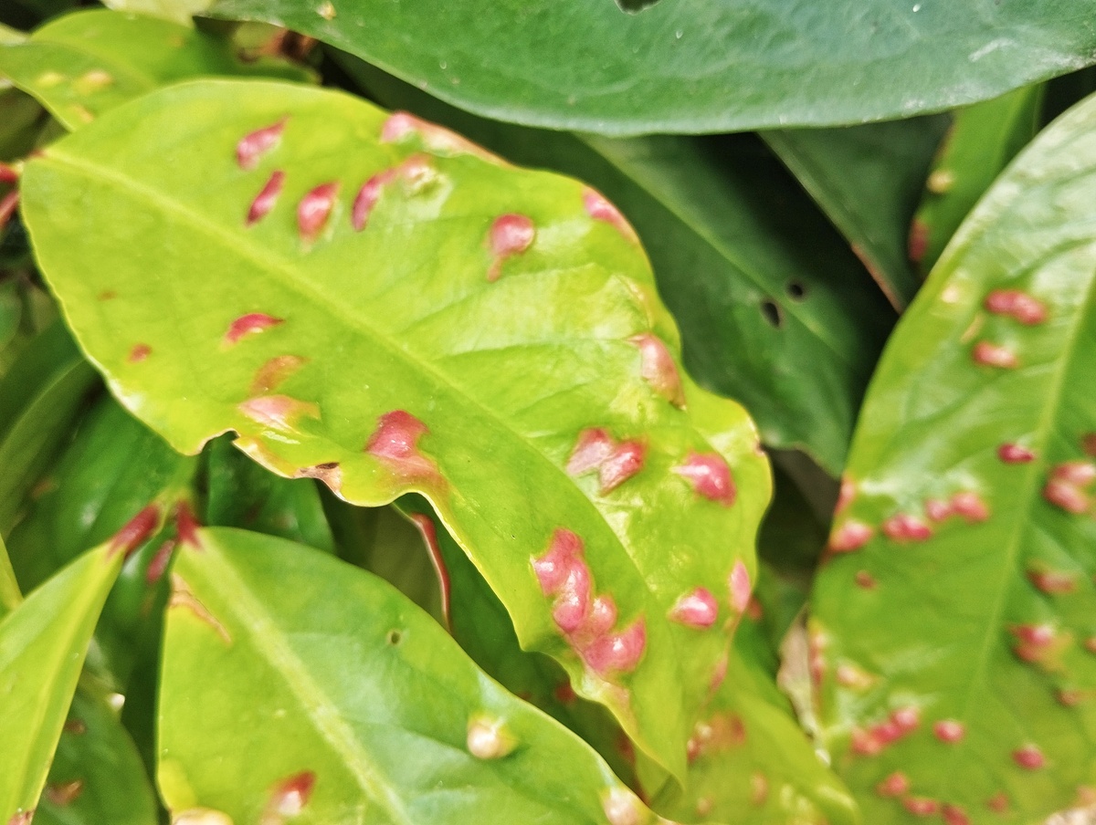 瓜栗叶子发黄怎么办？原因分析及解决方法