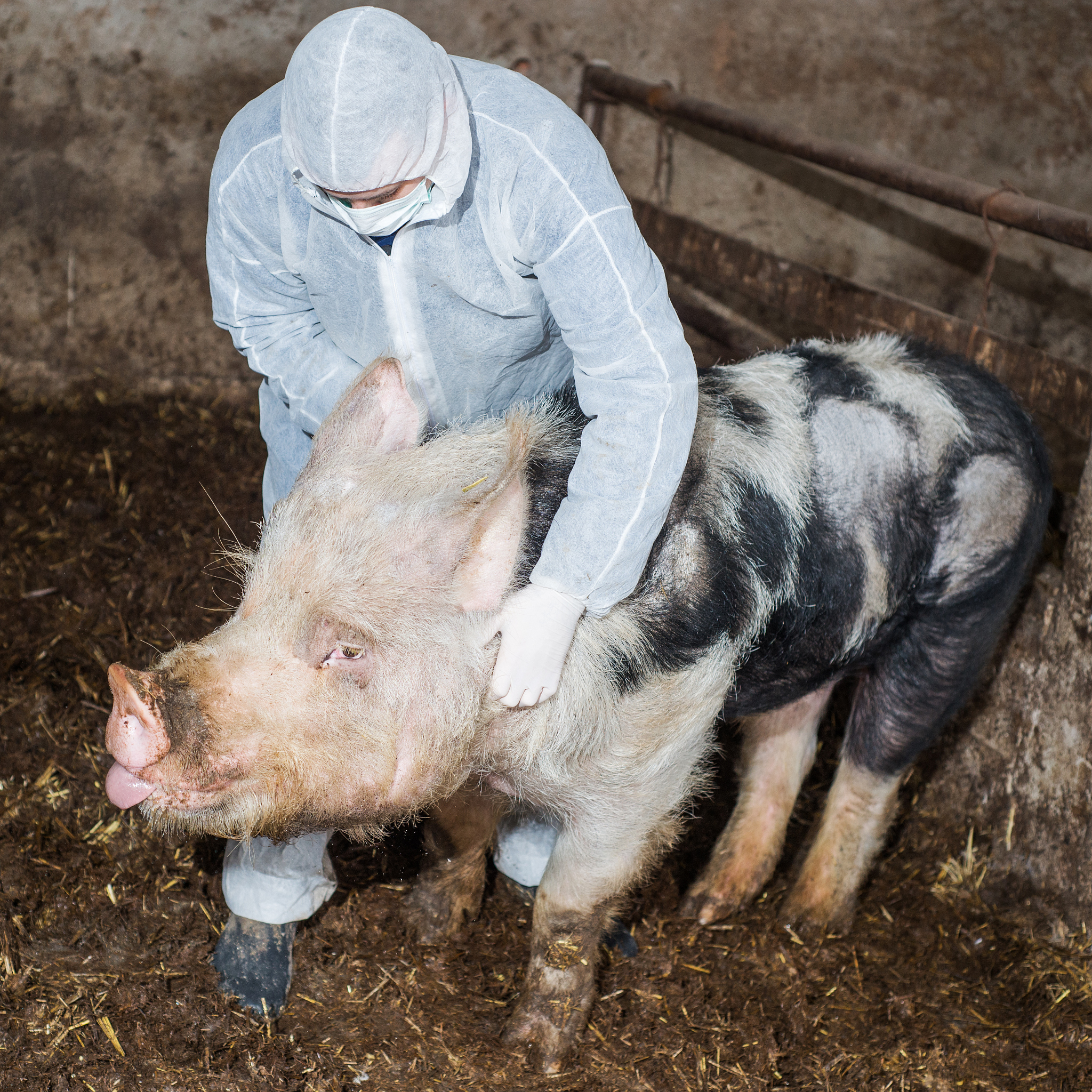 口蹄疫和非洲猪瘟有哪些不同