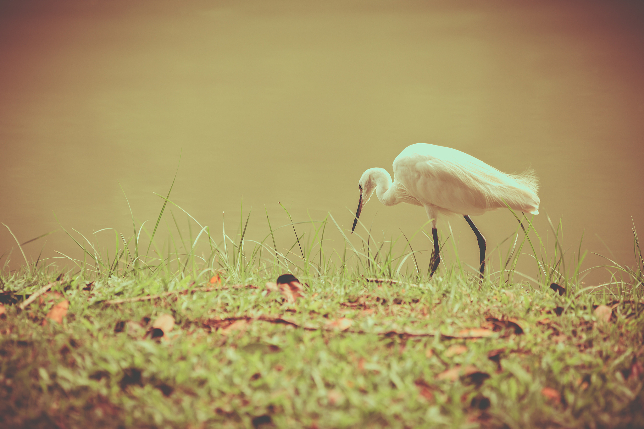 animals in wildlife - white egrets. vintage picture style. outdo