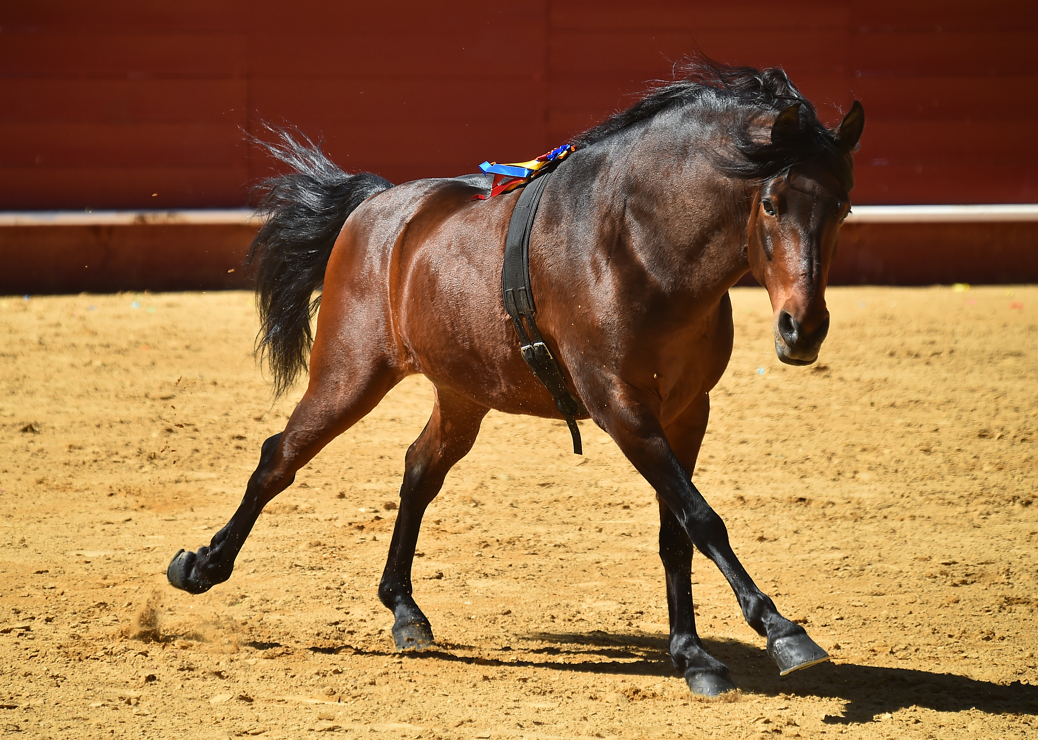 horse