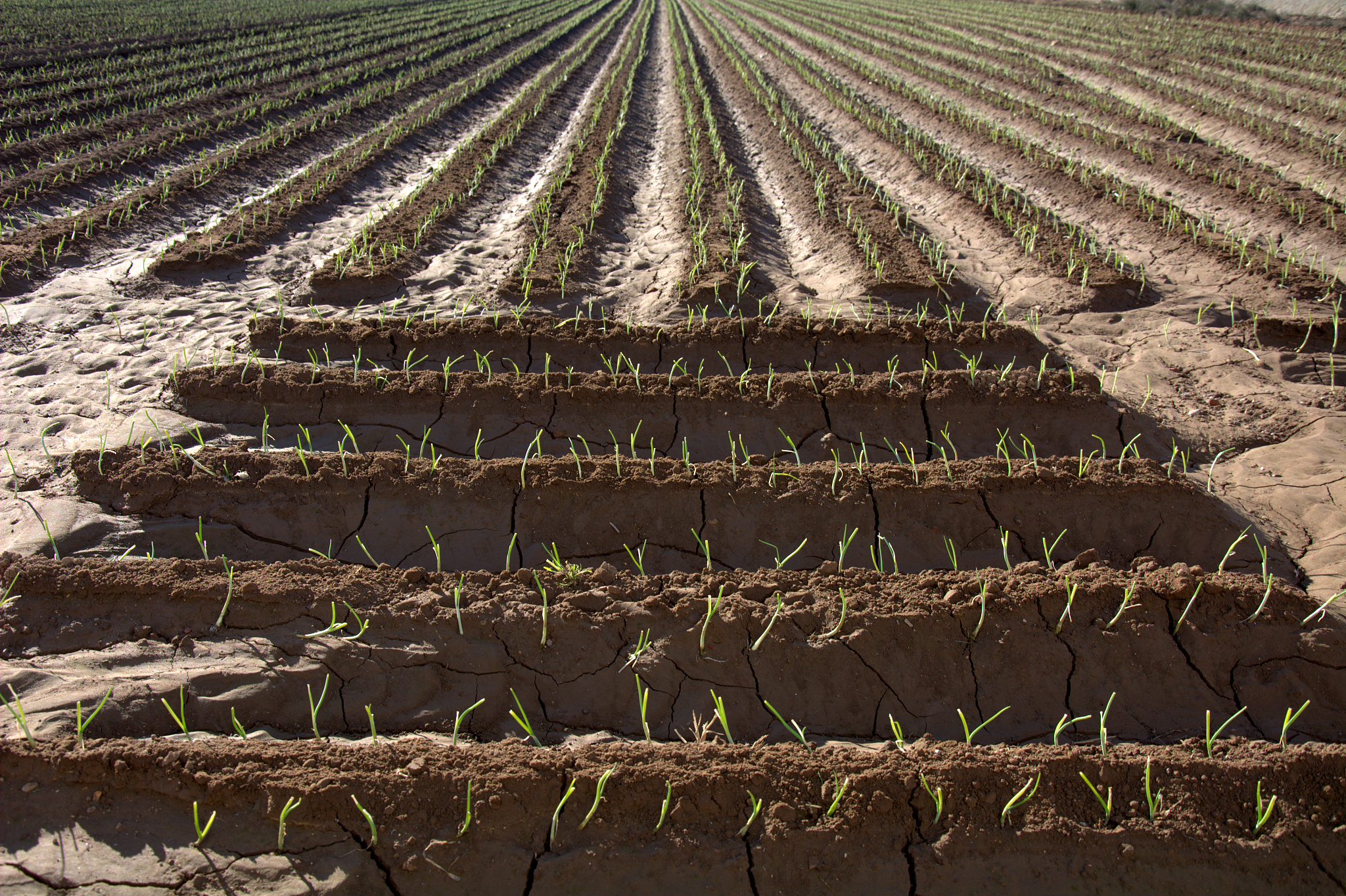 我已经在种过火龙果的泥土上种了葡萄它会不会缺钙啊？如果盐分过多我该怎么去调理？
