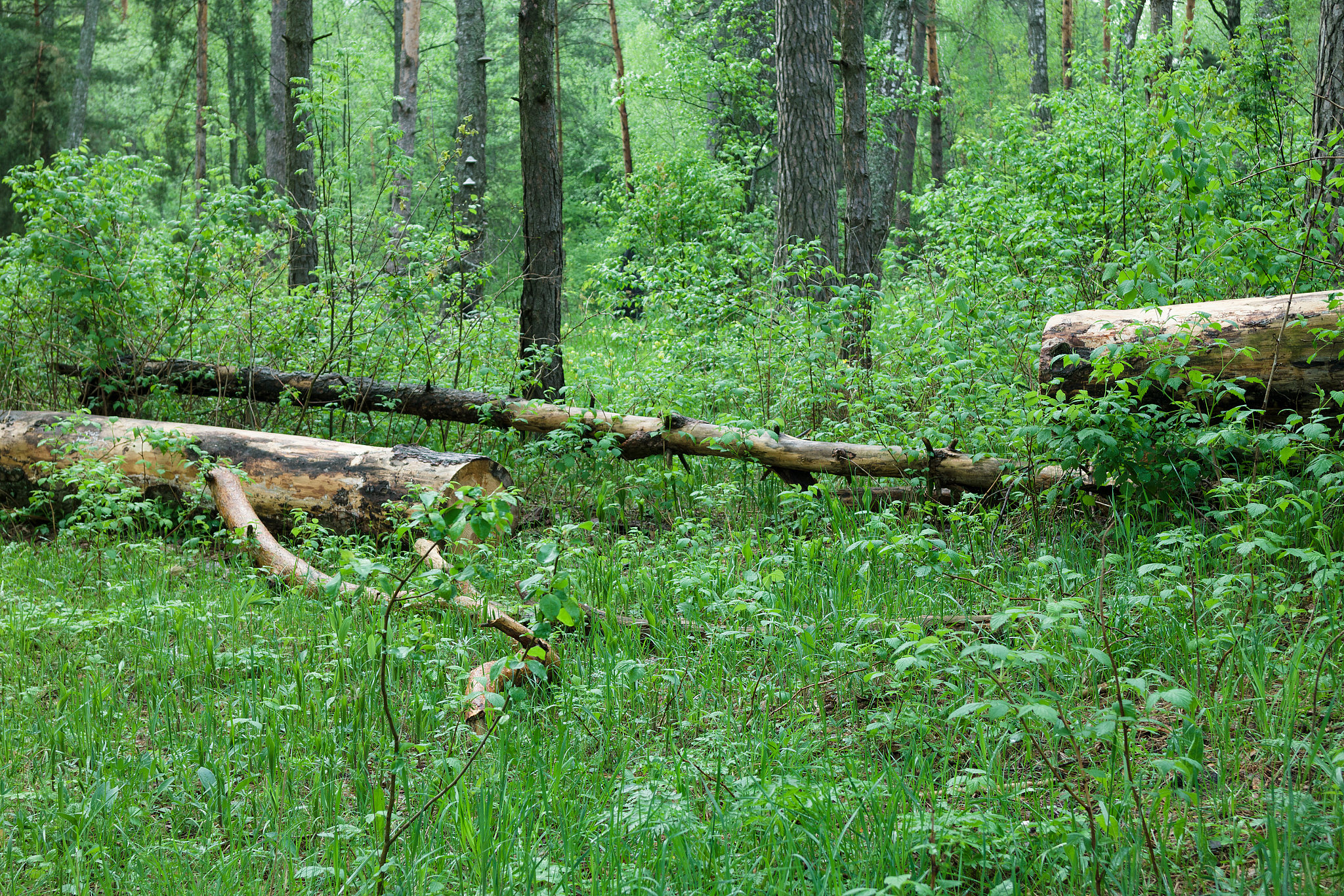 害虫在林业方面存在的问题详细举例说明并有数据展示
