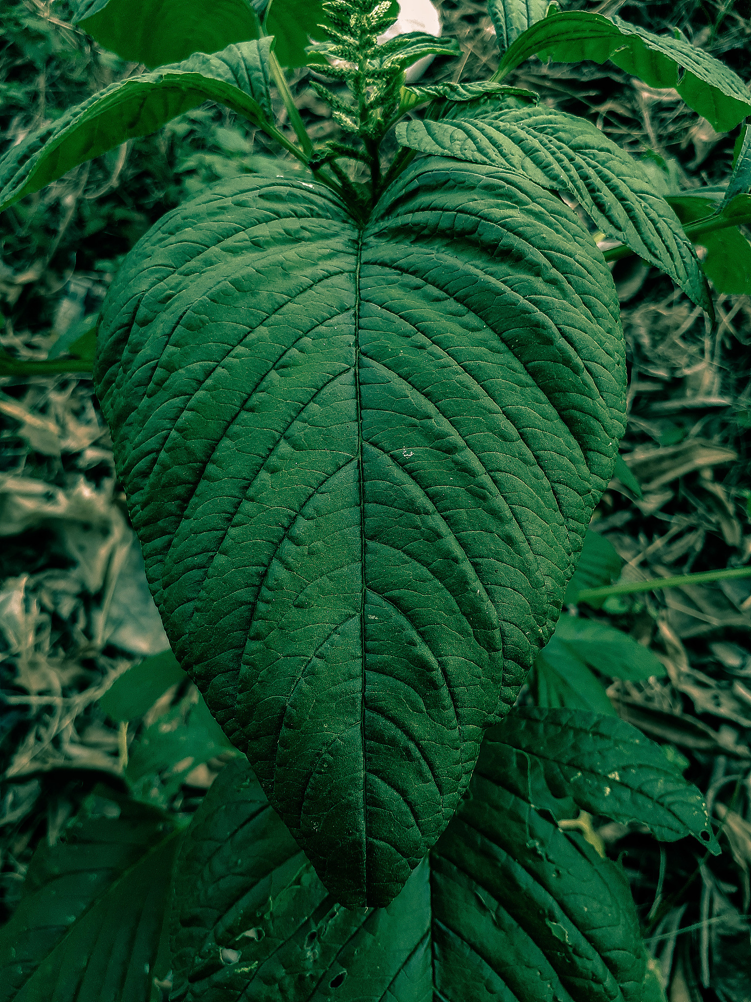 close-up of fresh green leaves