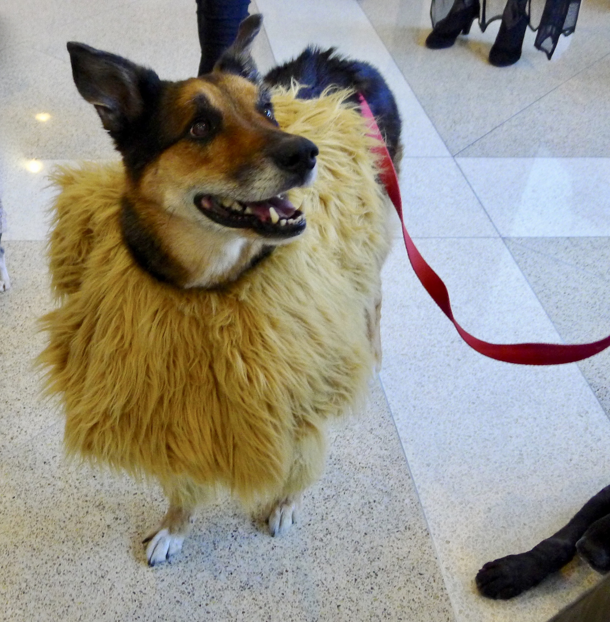 重庆市荣昌区职业教育中心宠物护养与经营专业如何好学吗