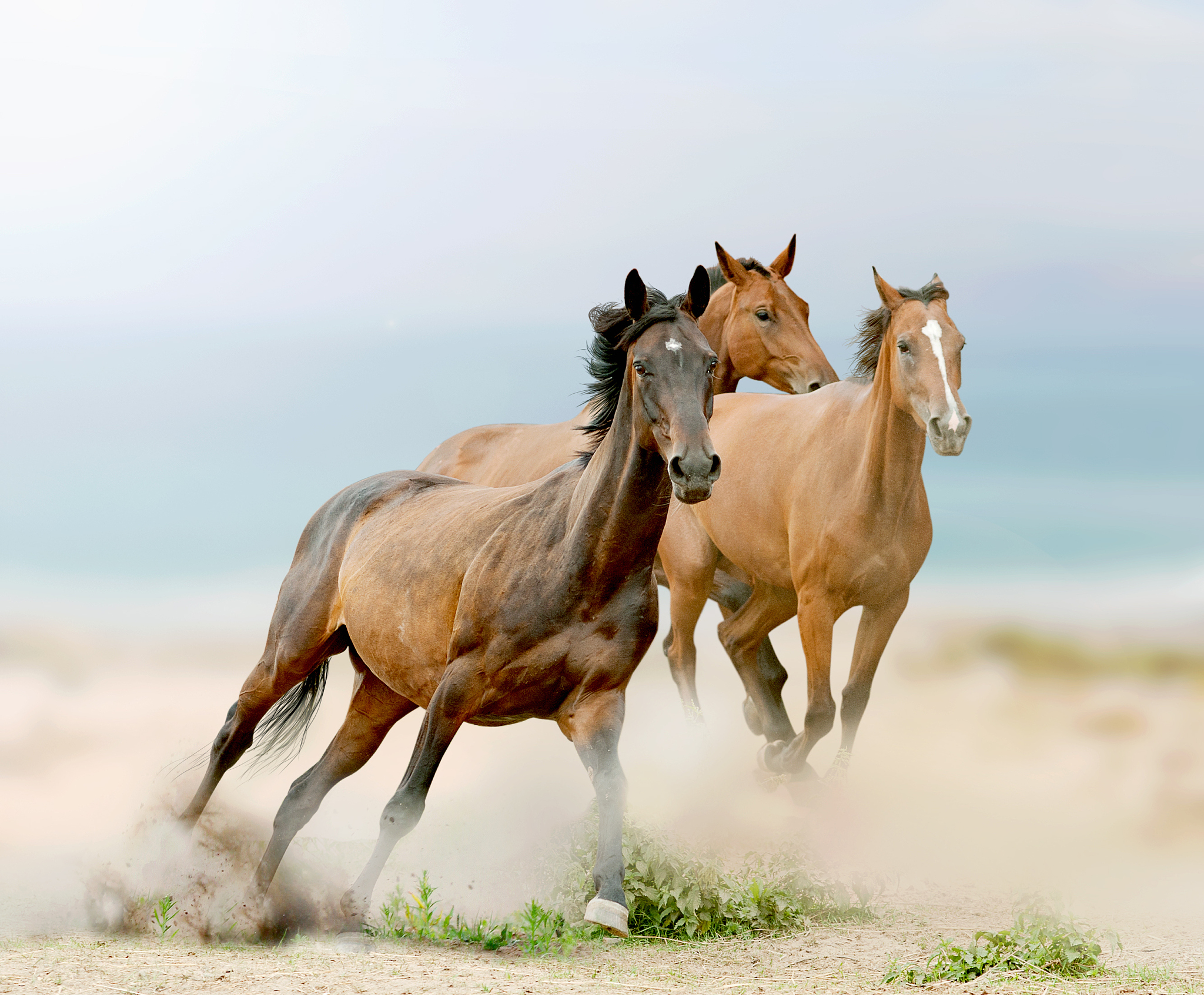 wild horses