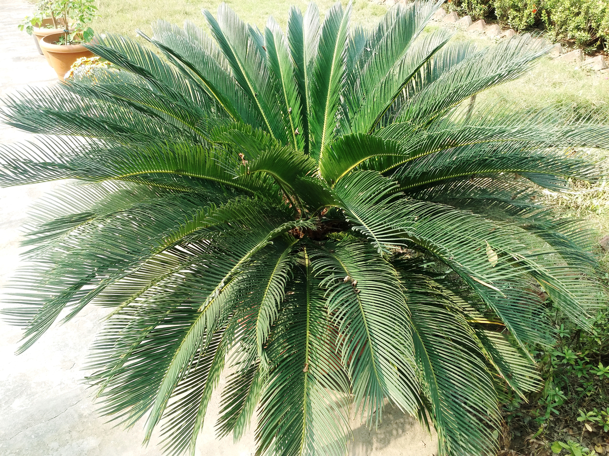 苏铁是乔木还是灌木？答案揭晓！