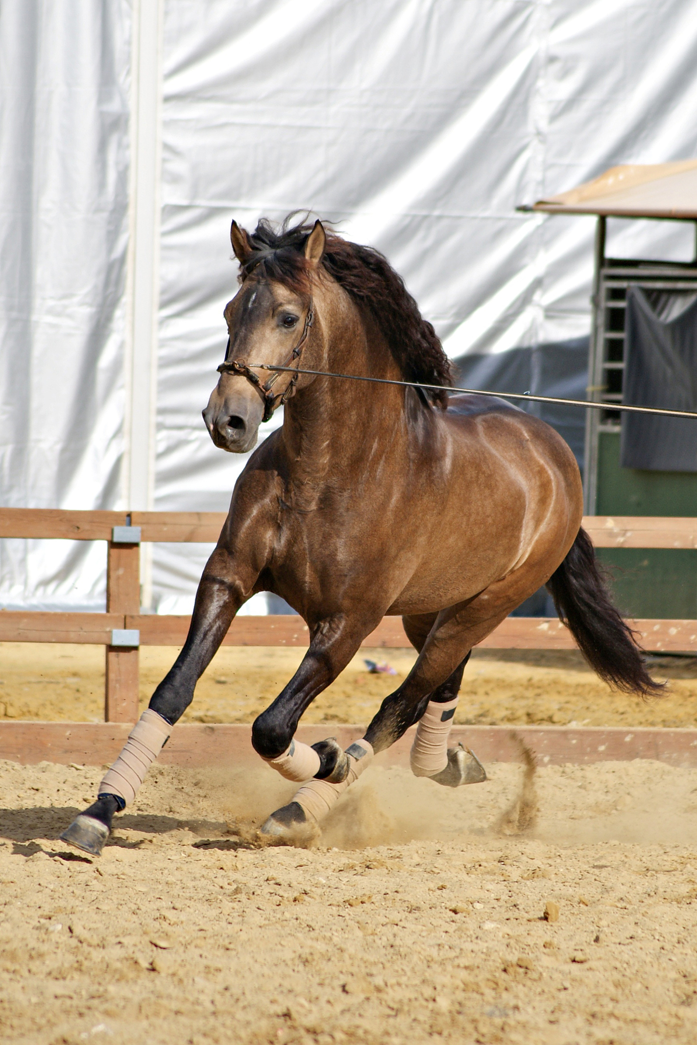 beautiful portrait of a buckskin spanish stallion horse trotting