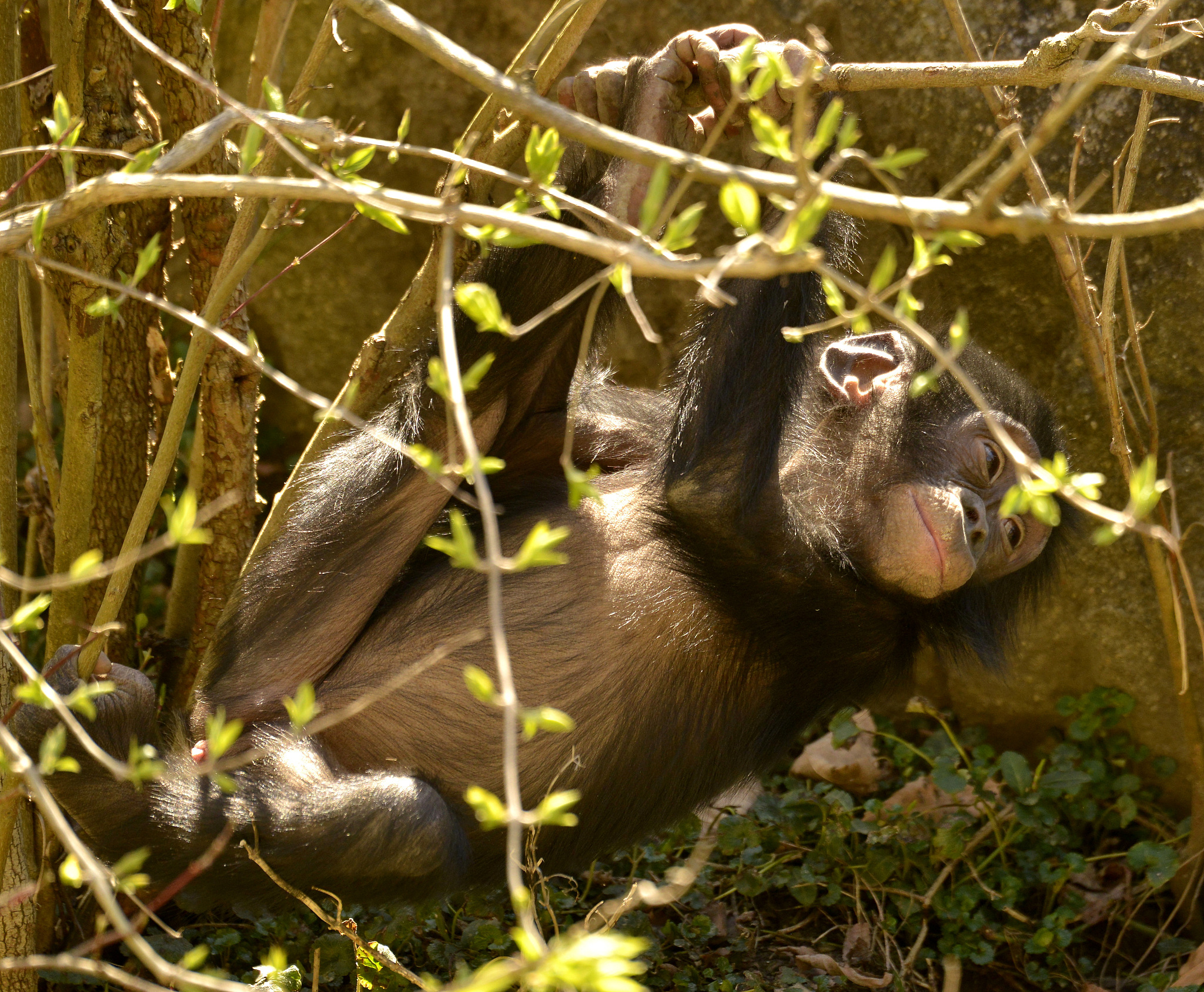 bonobo baby climbing outside